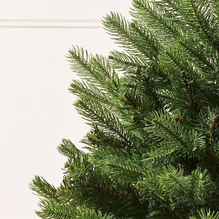 Unlit Christmas Trees