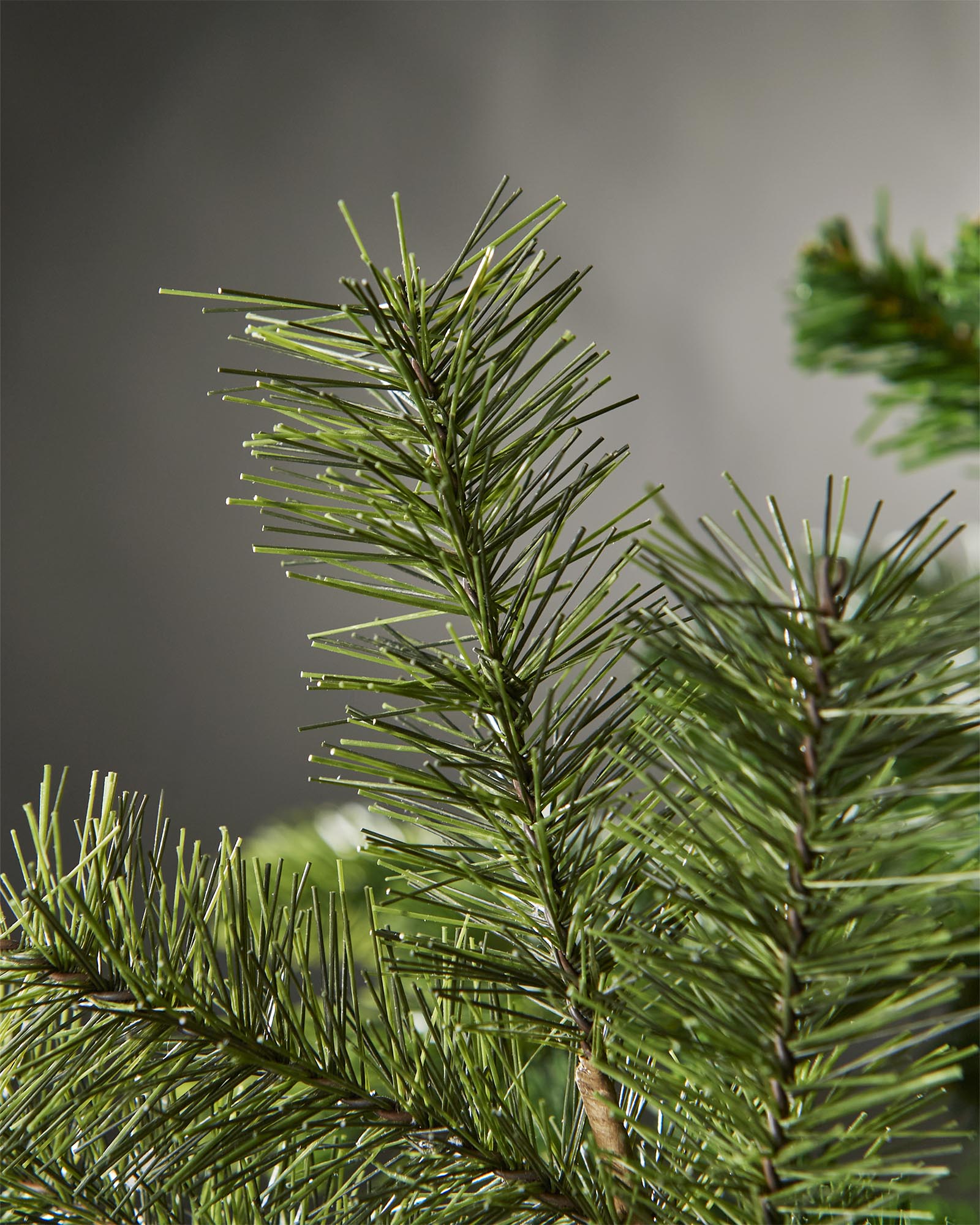 Set of 5 Pine Pick, 28 cm