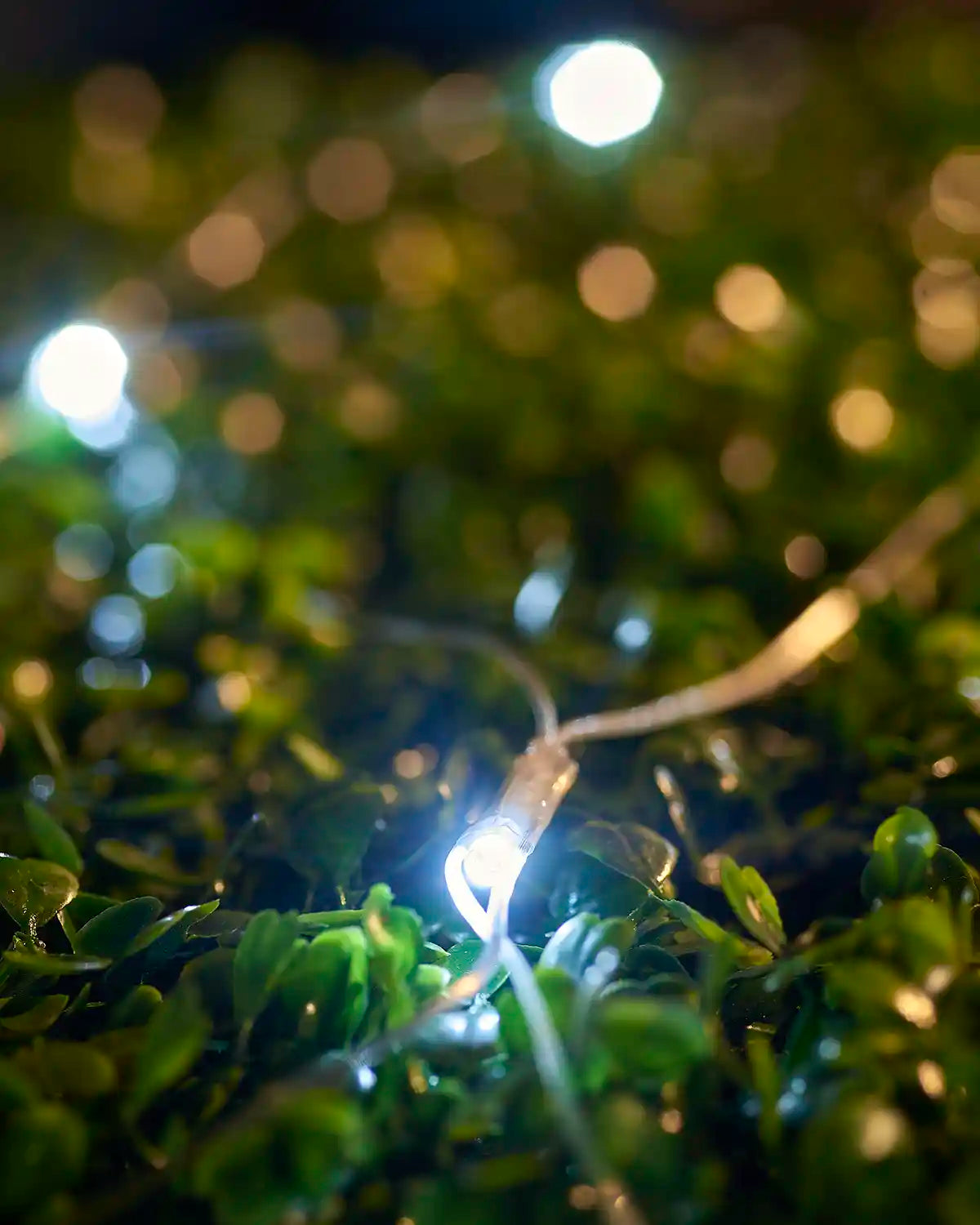 White net light close-up with iridescent cable resting on hedge leaves.