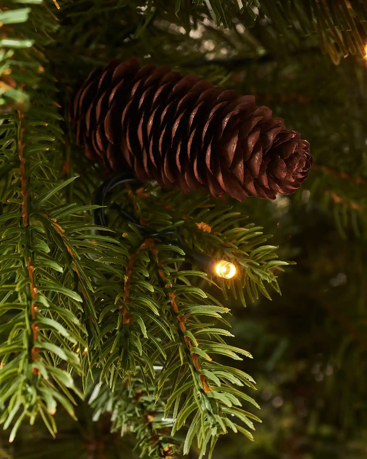 Close-up of a pinecone and warm white LED lights on a 3.5 ft natural pine potted Christmas tree