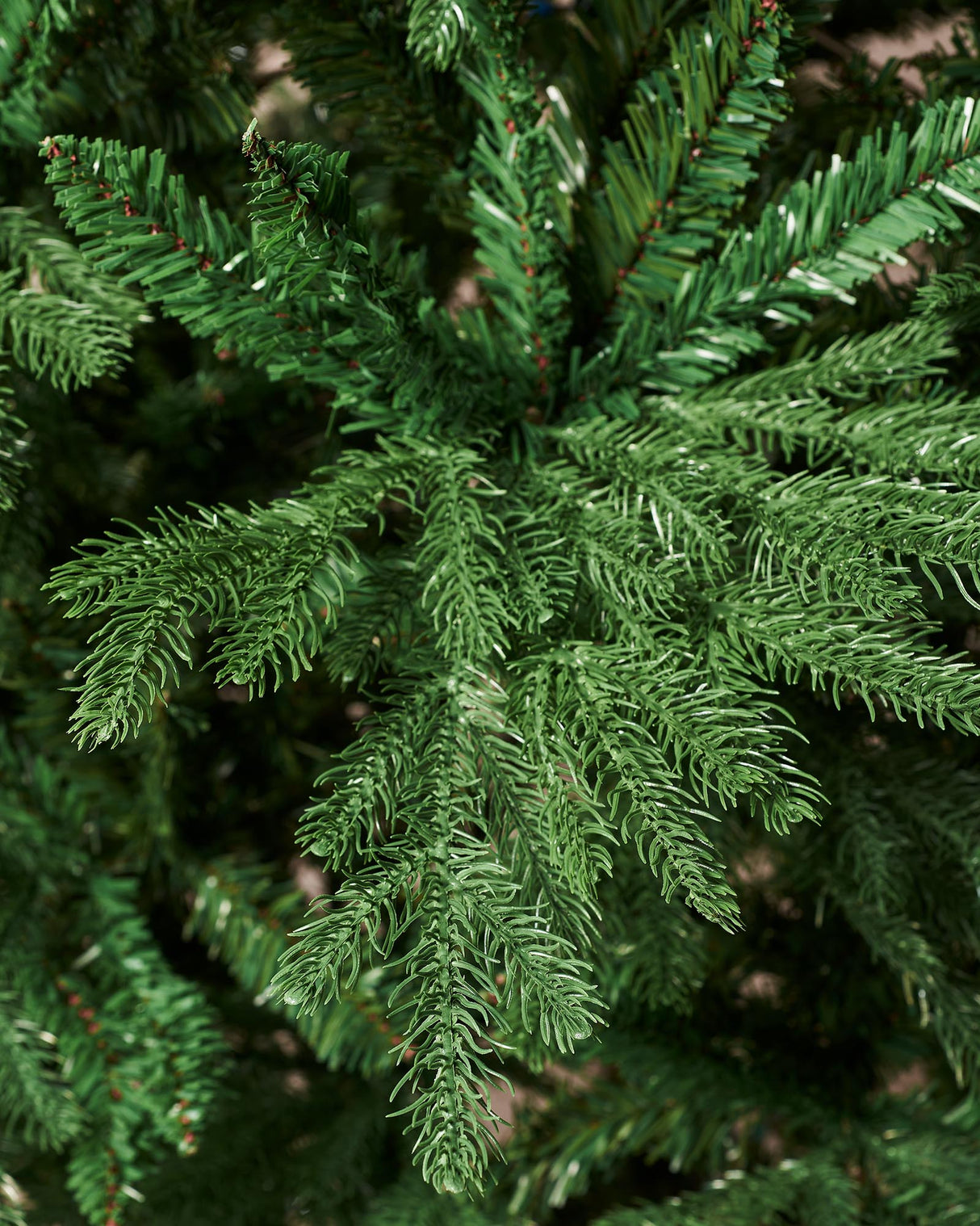 Northern Fir Christmas Tree, 7 ft