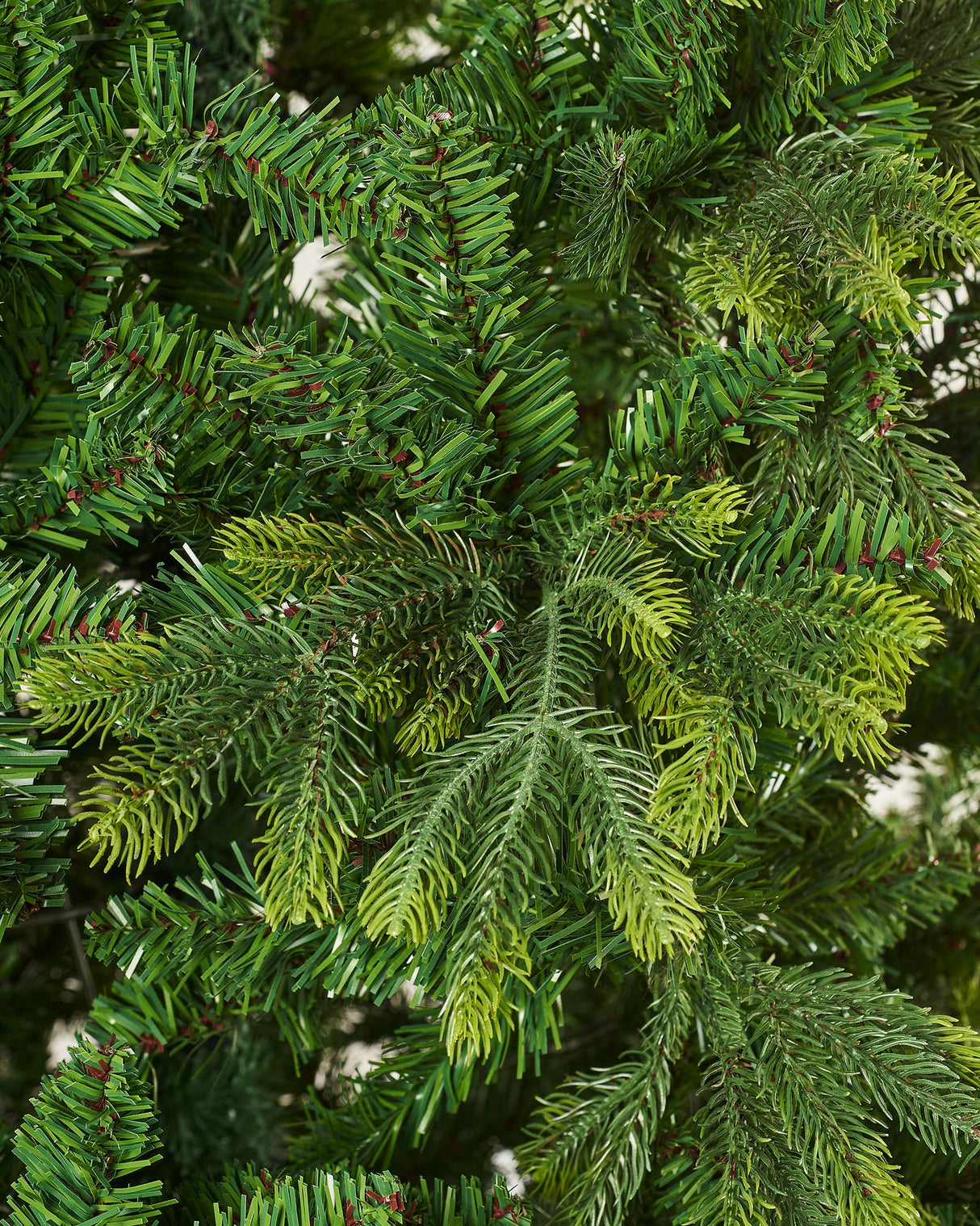 Himalayan Fir Christmas Tree, 8 ft