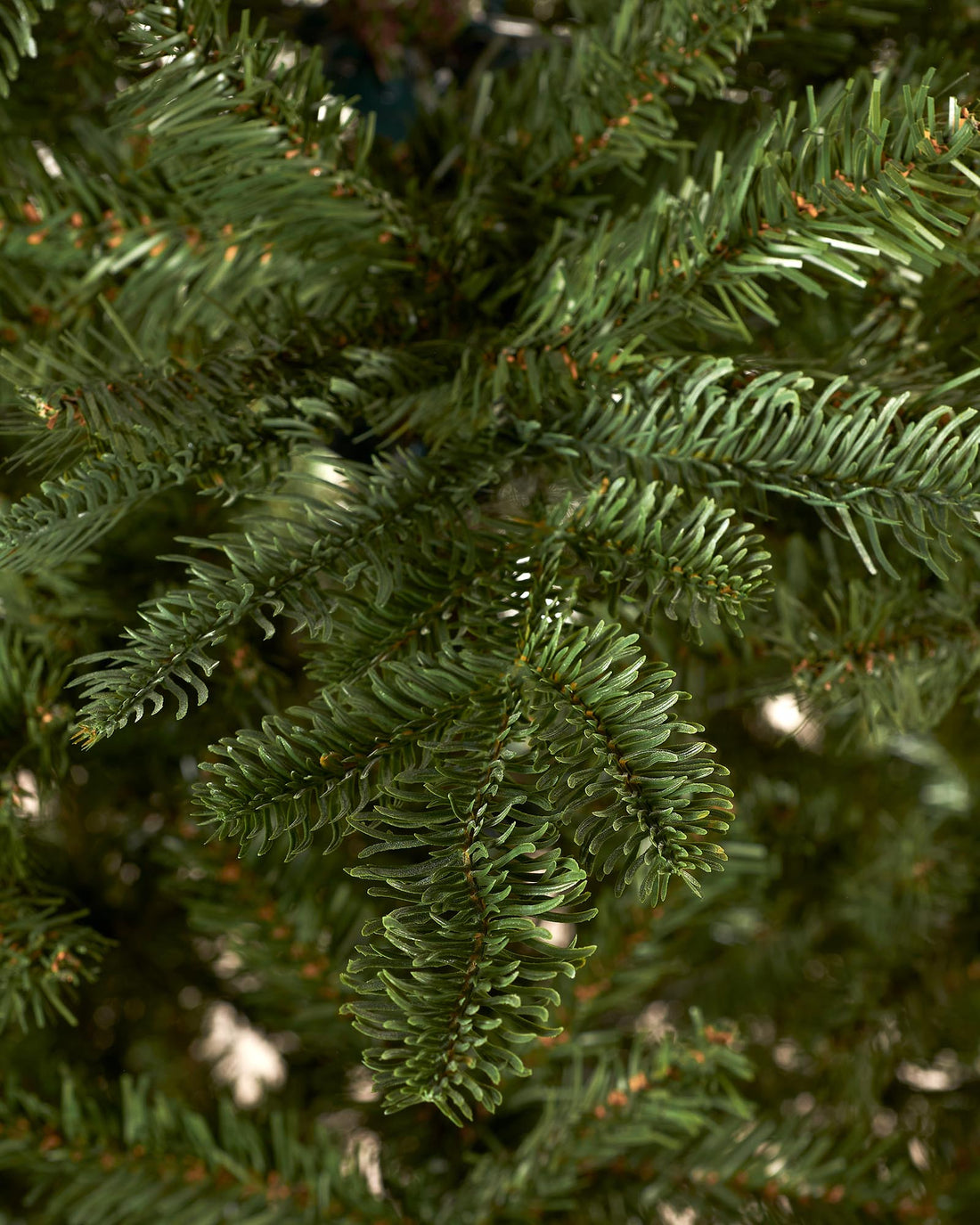 Fir