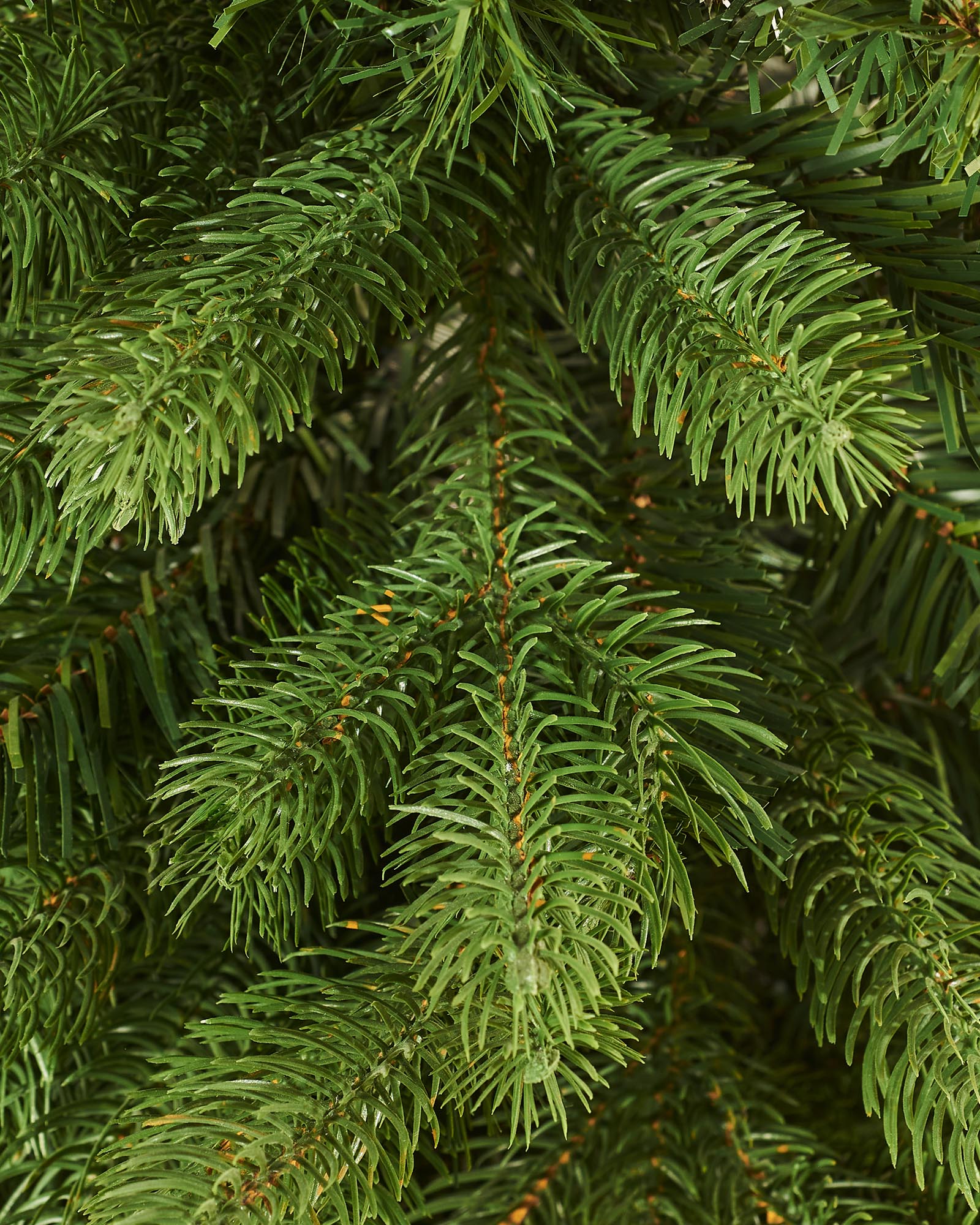 Mixed Pine Traditional Potted Christmas Tree, 3 ft