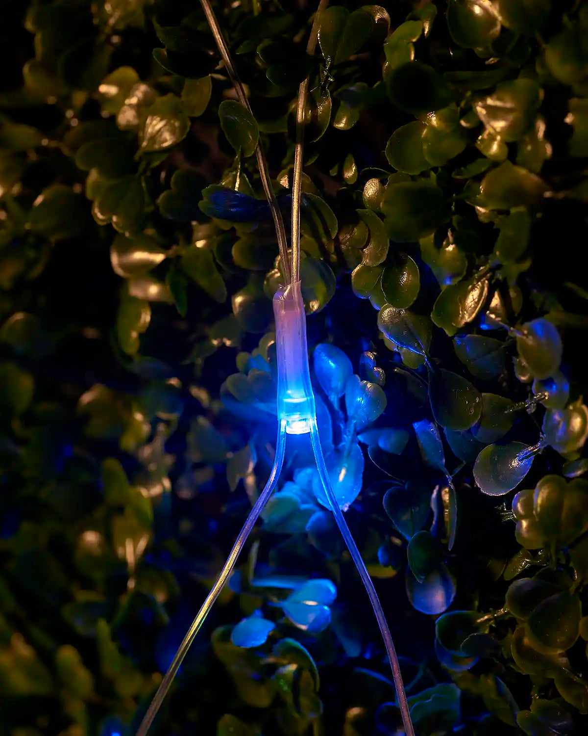 Close-up of a multi-colour LED net light glowing against green foliage.