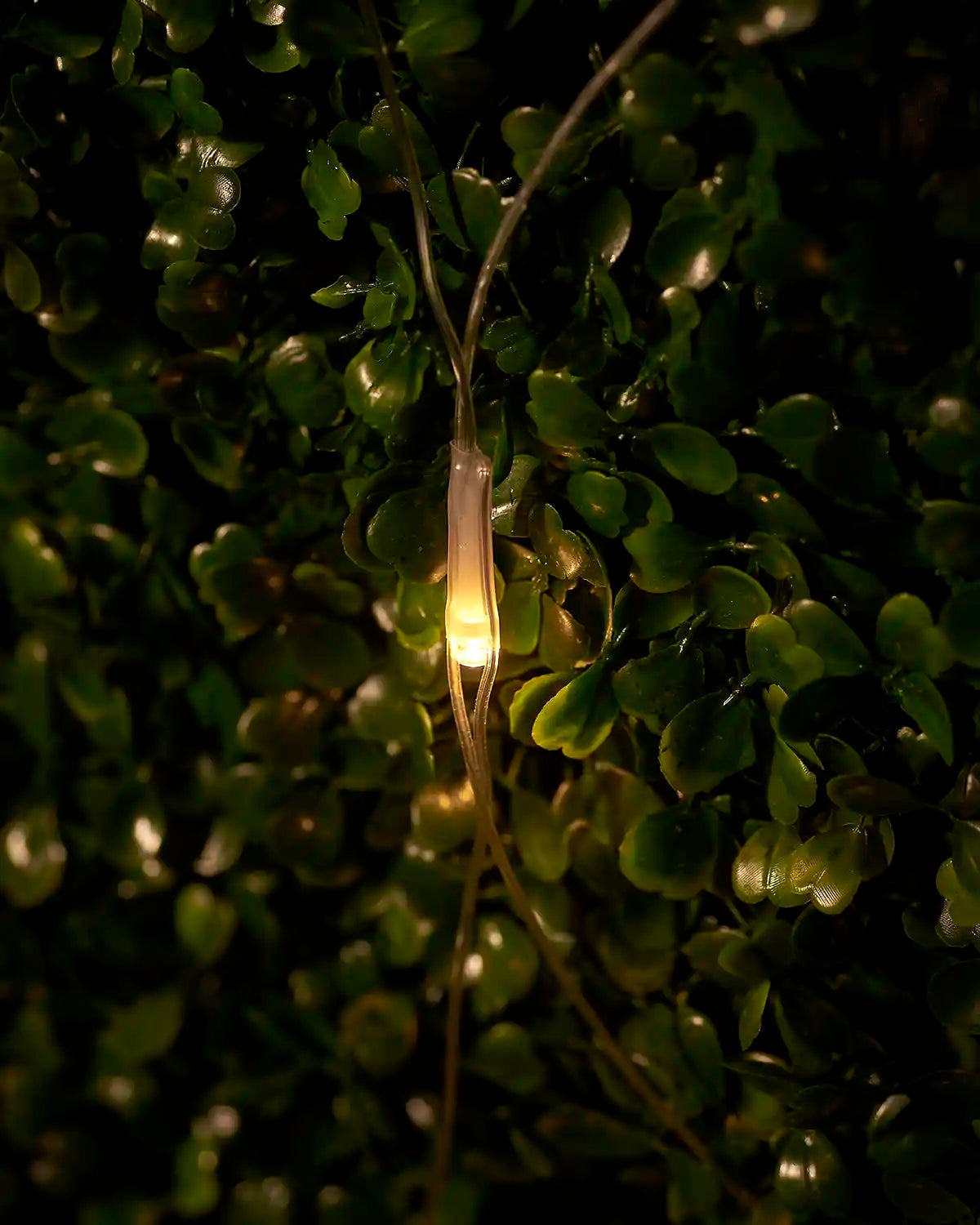 Close-up of a warm white LED net light glowing against green foliage.