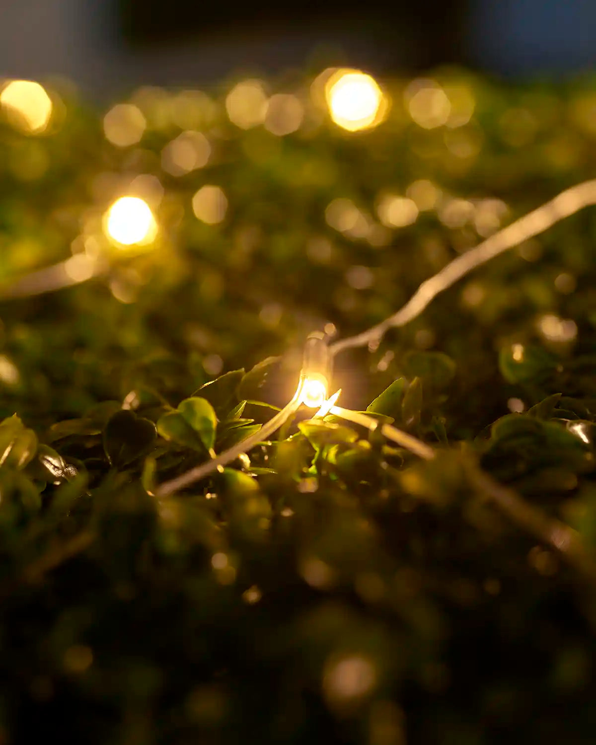 Warm white net light close-up with transparent cable resting on hedge leaves.