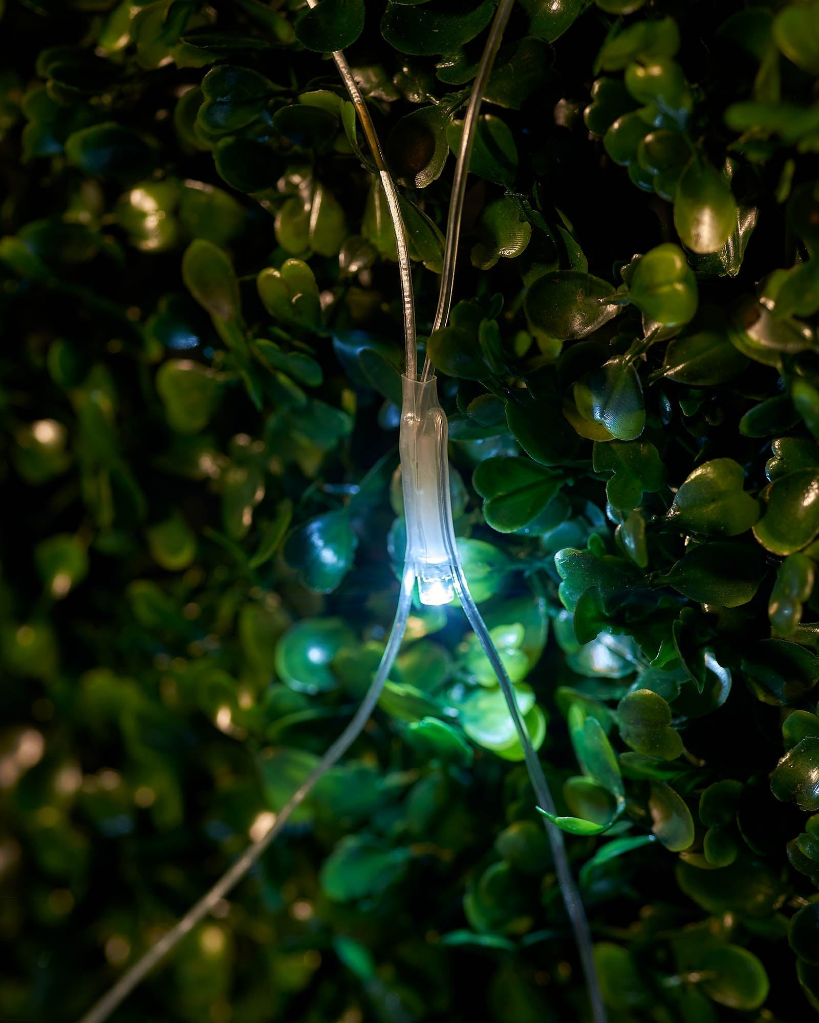 Close-up of a white LED net light glowing against green foliage.