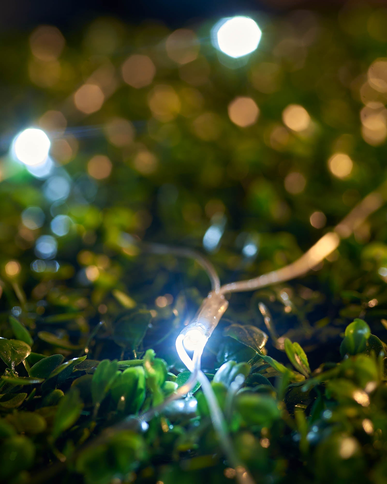 White net light close-up with transparent cable resting on hedge leaves.