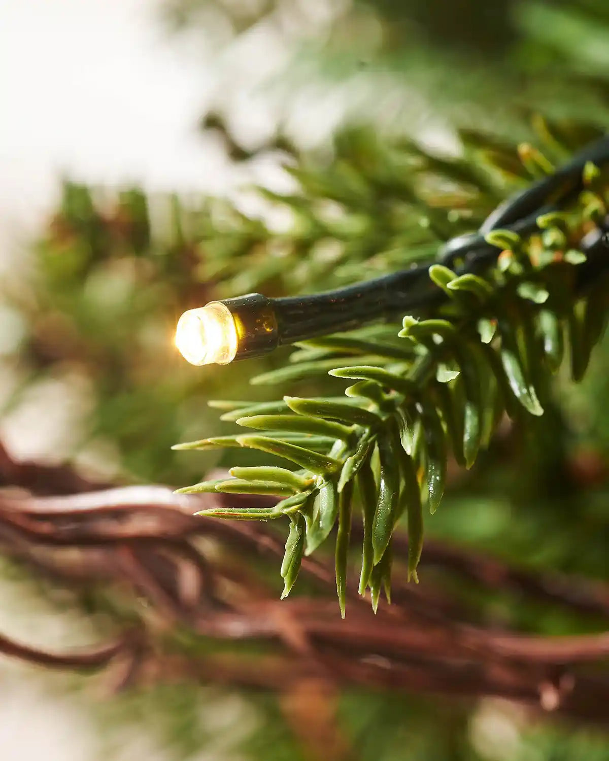 Close-up of a warm white LED light on the branch of a pre-lit pines and berries potted Christmas tree