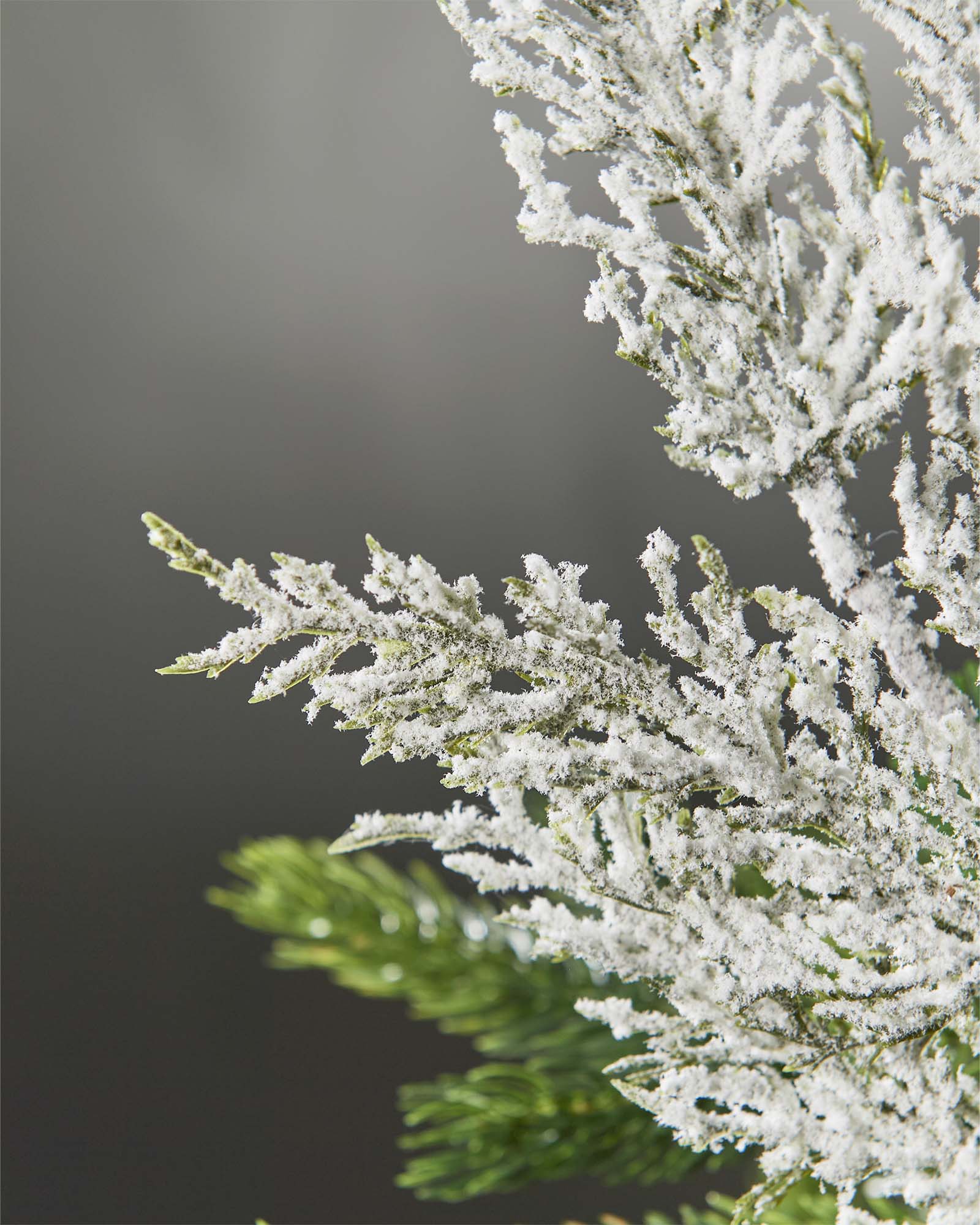 Set of 5 Snow-Flocked Cypress Picks, 40 cm