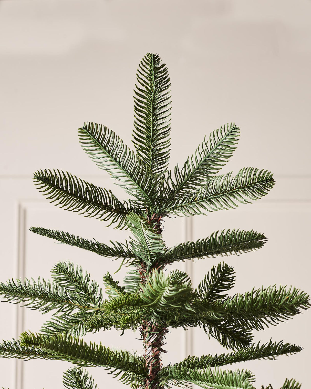 Nordmann Fir Christmas Tree, 7 ft