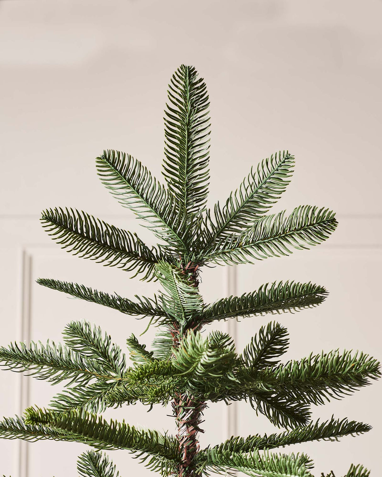 Nordmann Fir Christmas Tree, 6 ft