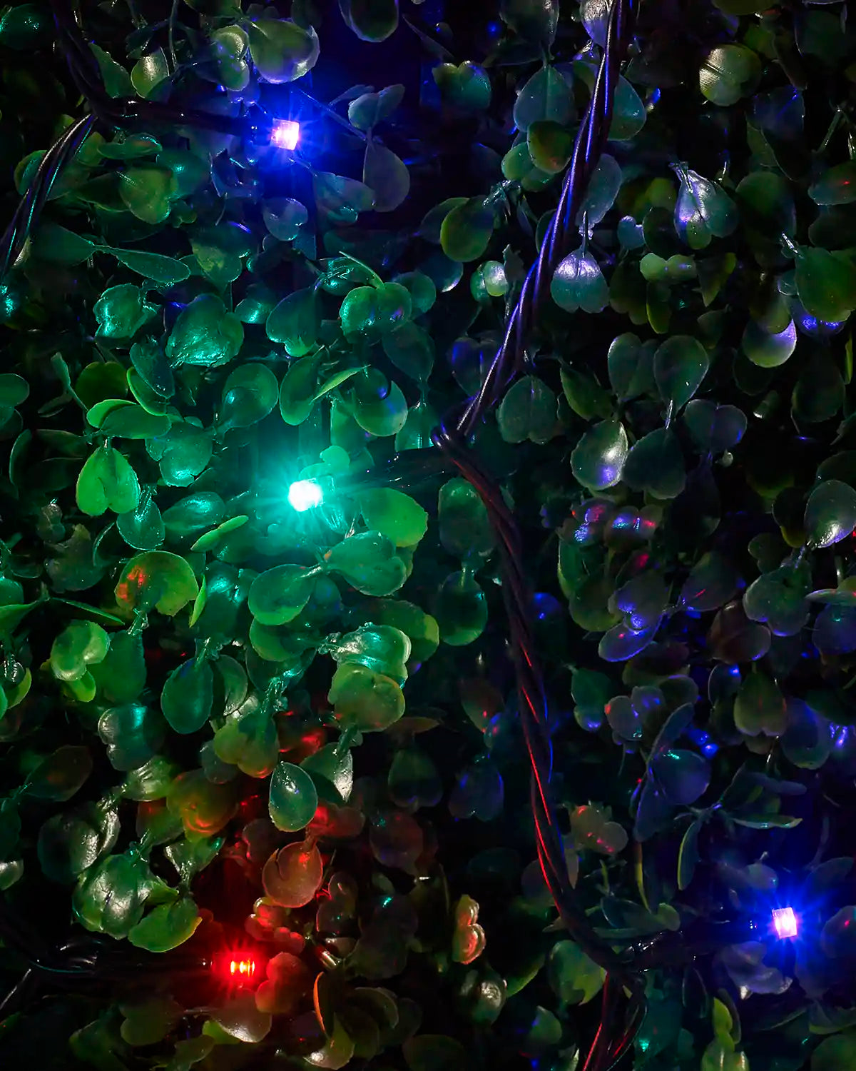 Detail view of Aurora LEDs on black cable nestled among green foliage.