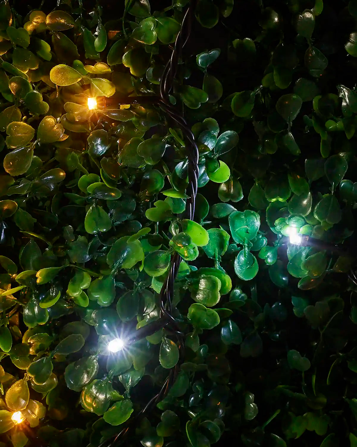 Detail view of warm white and white LEDs on black cable nestled among green foliage.