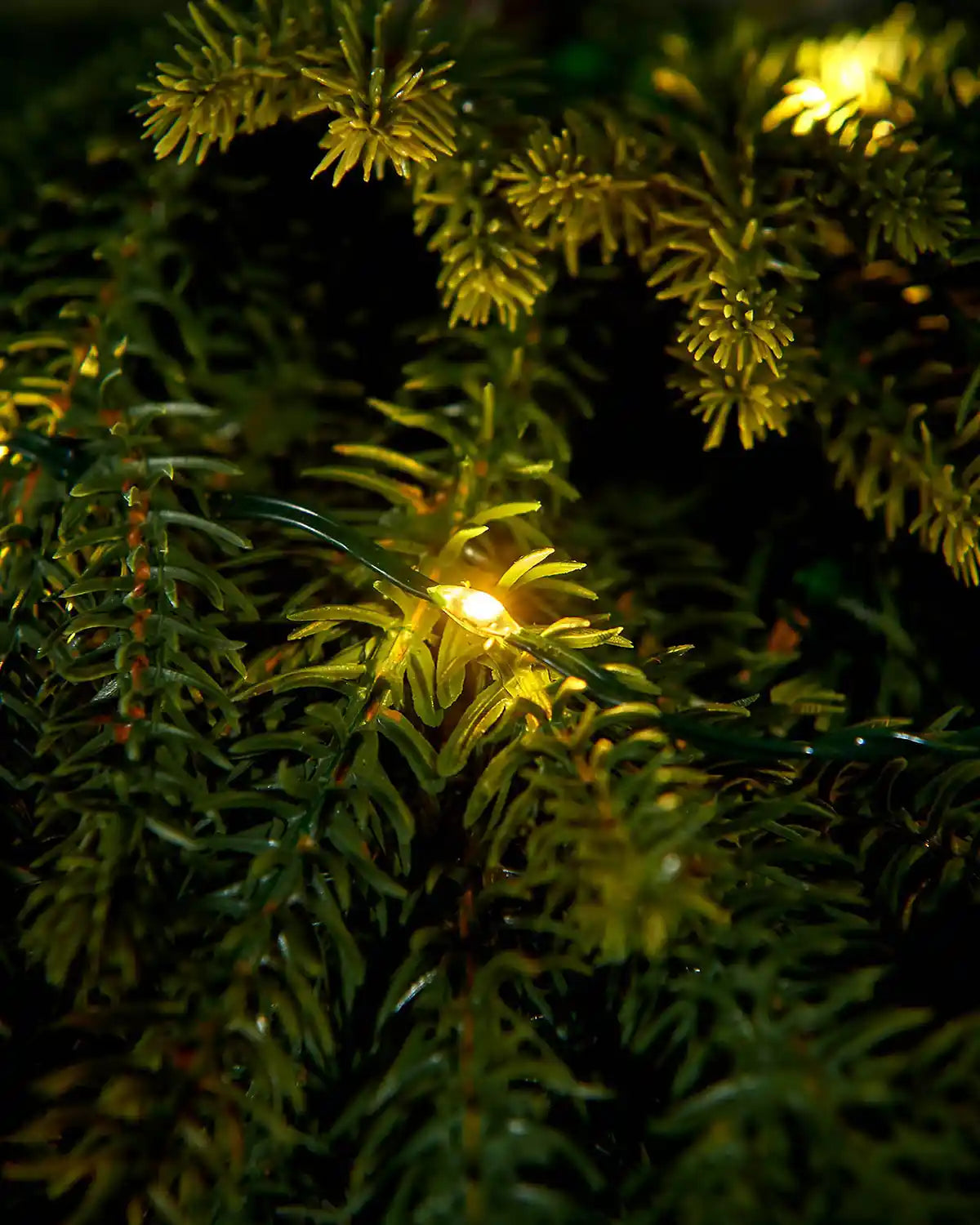 Close-up of a warm white LED light nestled among the green foliage of the hanging teardrop swag.