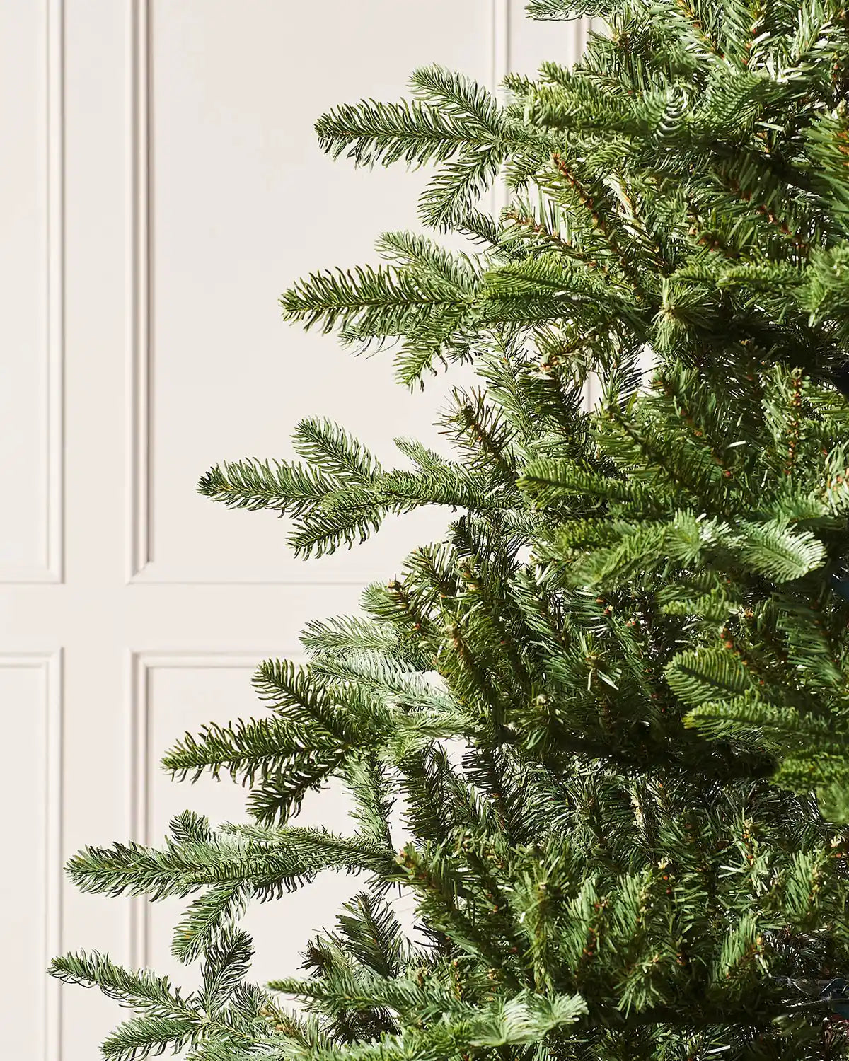 Close-up of the upper green branches on a Nordmann fir Christmas tree