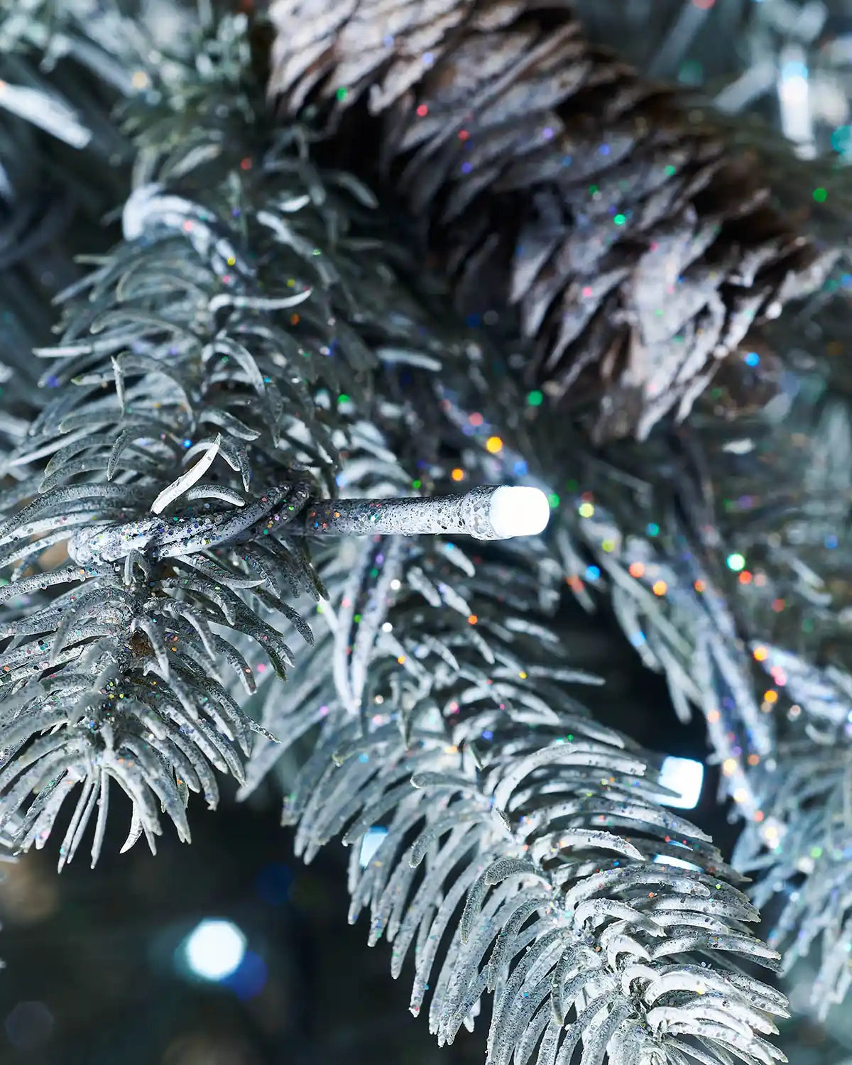 Close-up of bright white LED lights among frosted Edwardian Spruce branches