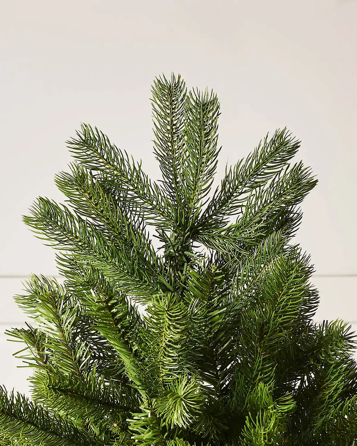 Close up of the top of 7ft Mixed Pine Christmas Tree, PE and PVC tips