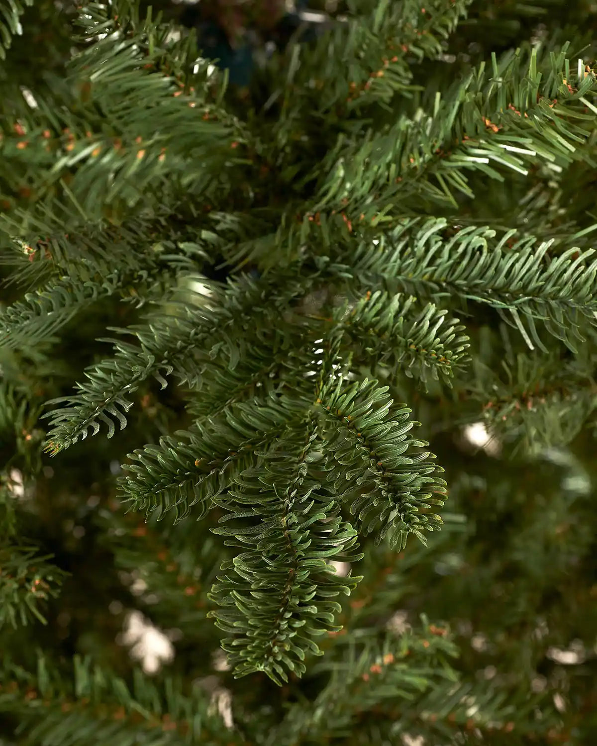 Detailed close-up of realistic green Nordmann fir Christmas tree foliage