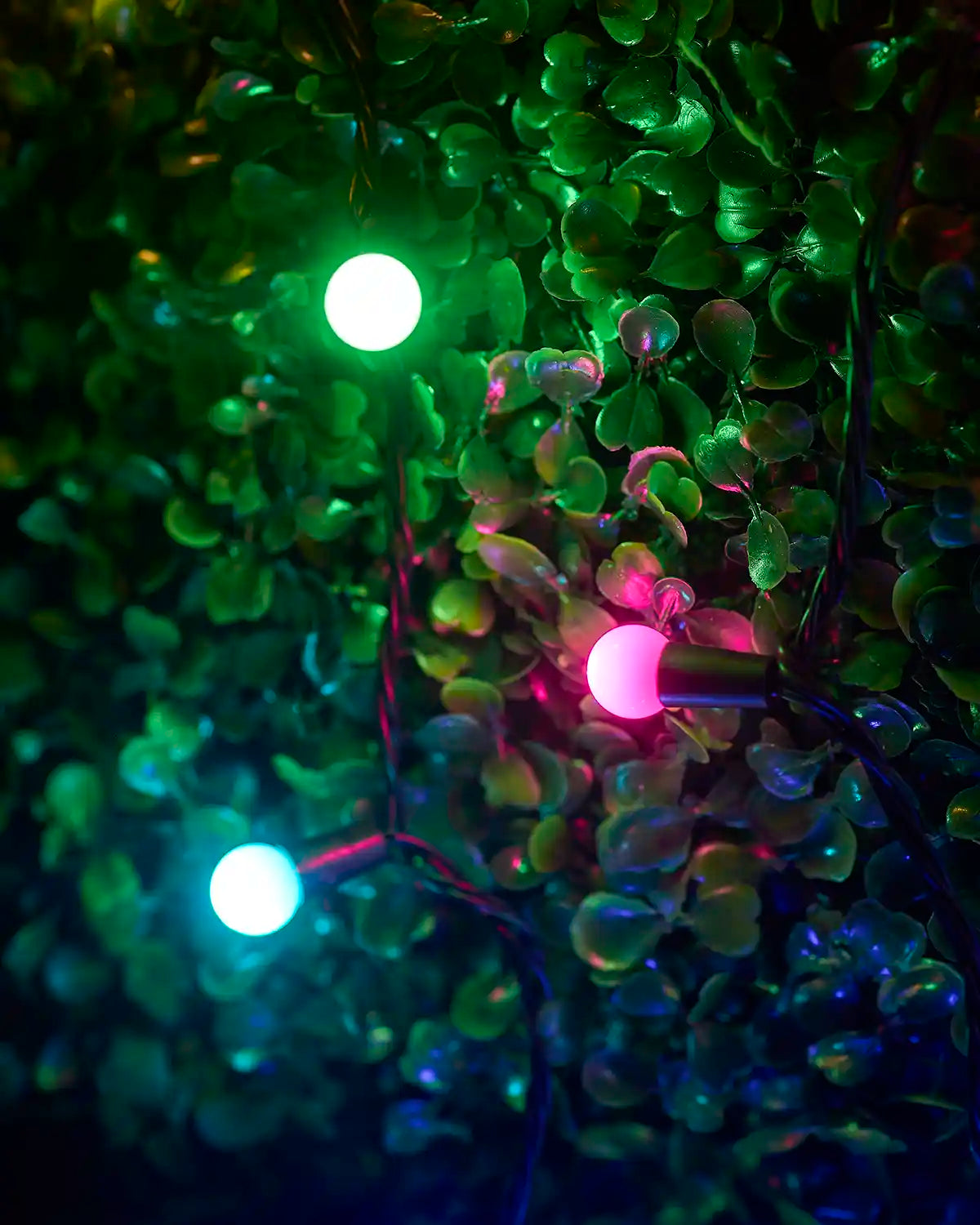 Close-up of multi-coloured berry lights glowing among green foliage.