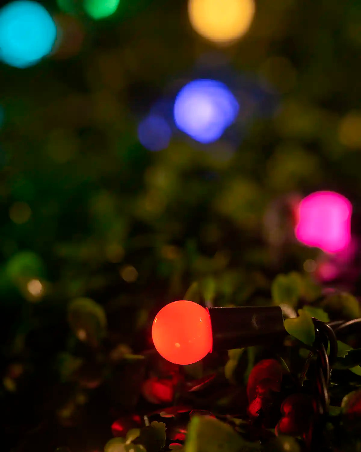 Close-up of a multi-coloured berry light nestled among green leaves.