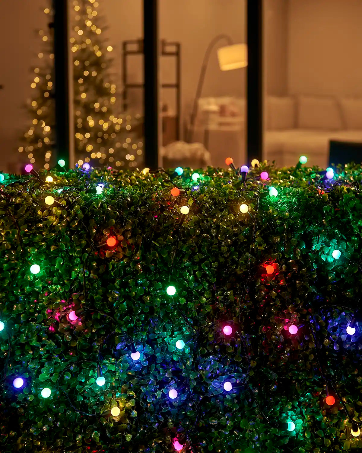 Multi-coloured berry lights displayed across a hedge outside a home window.