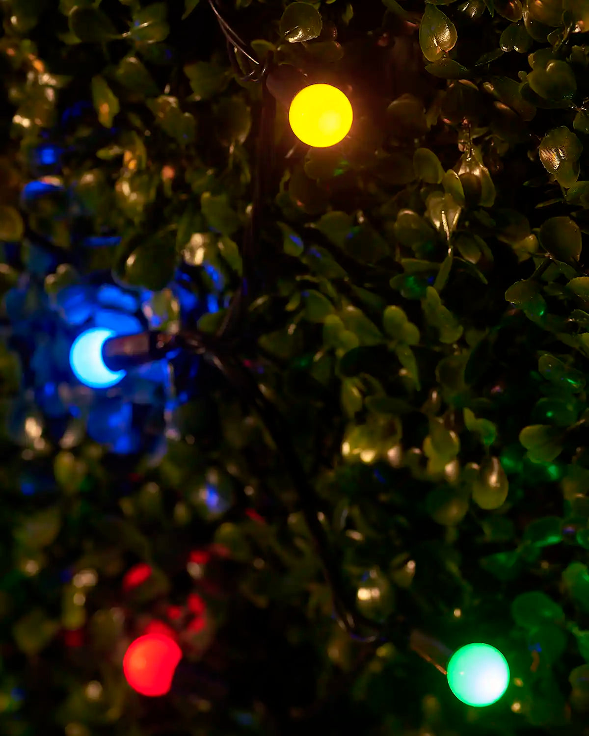Close-up of multicolour berry lights glowing among green foliage.