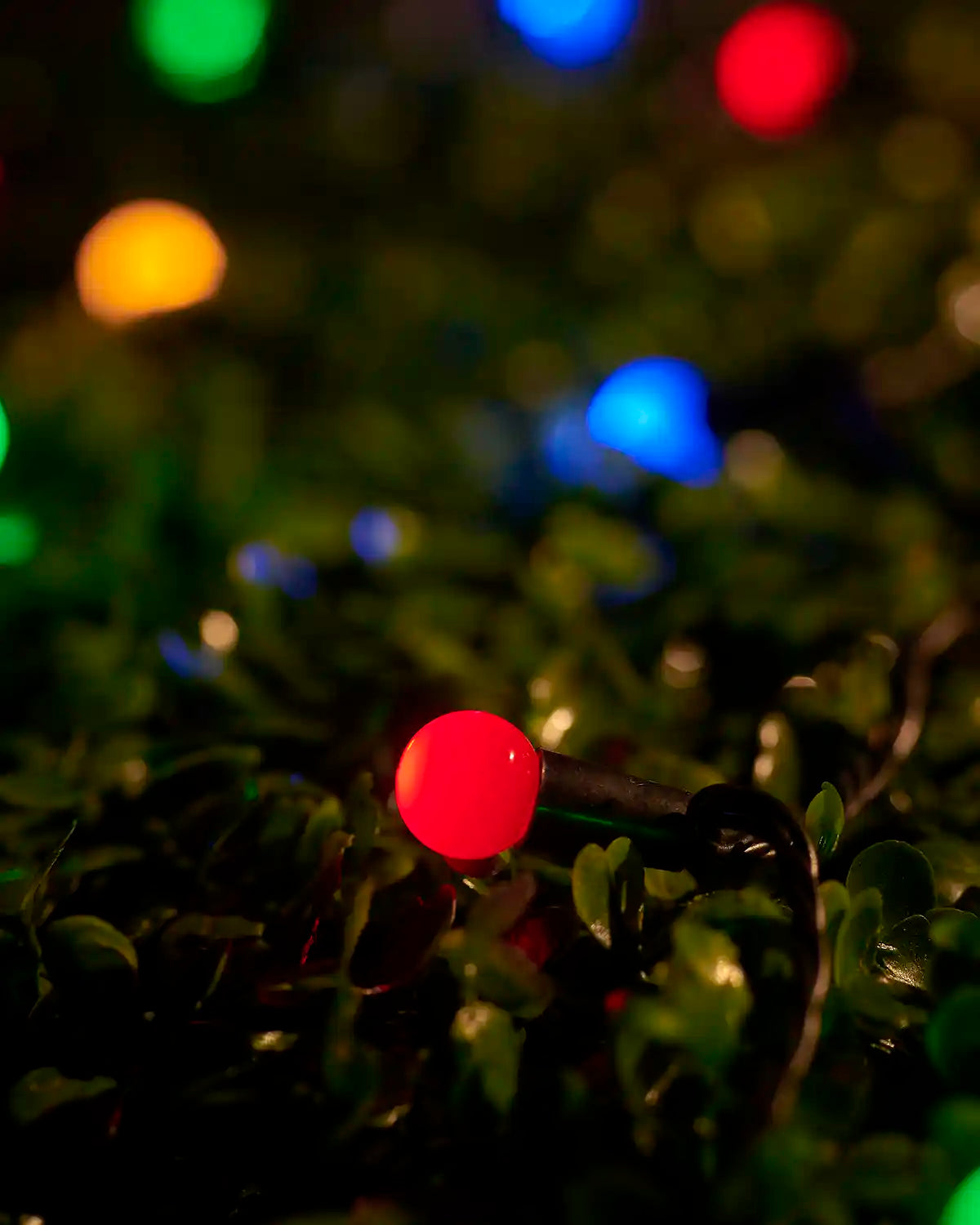 Close-up of a multicolour berry light nestled among green leaves.