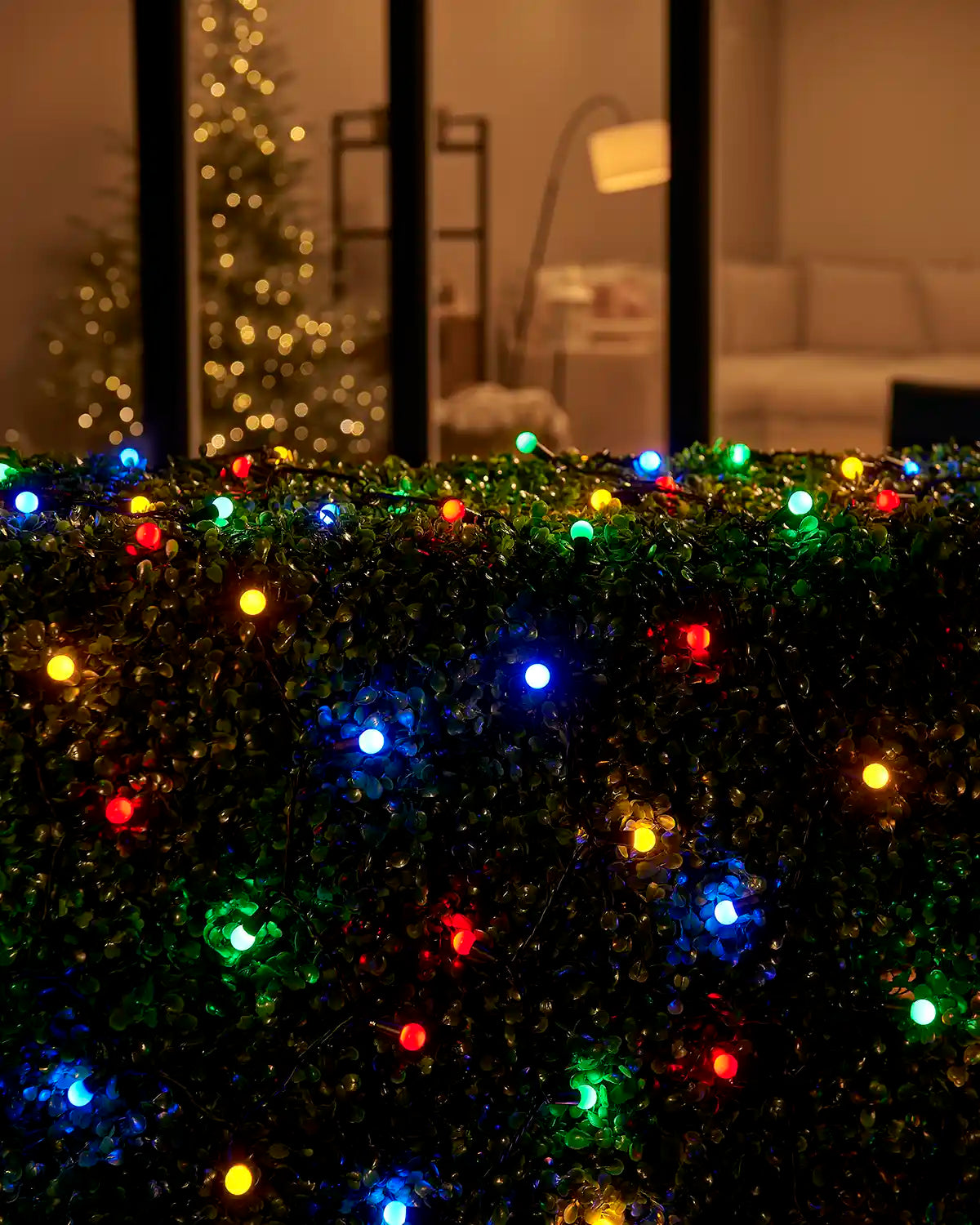 Multicolour berry lights displayed across a hedge outside a home window.