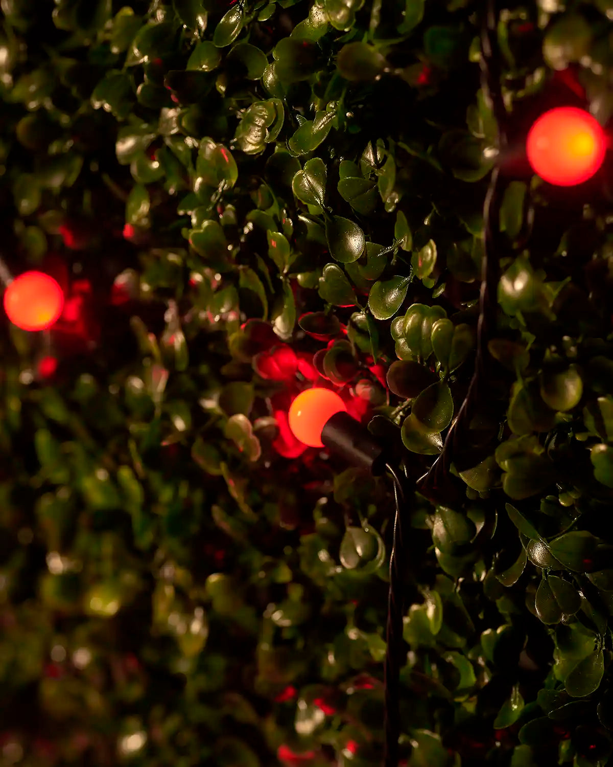 Close-up of red berry lights glowing among green foliage.