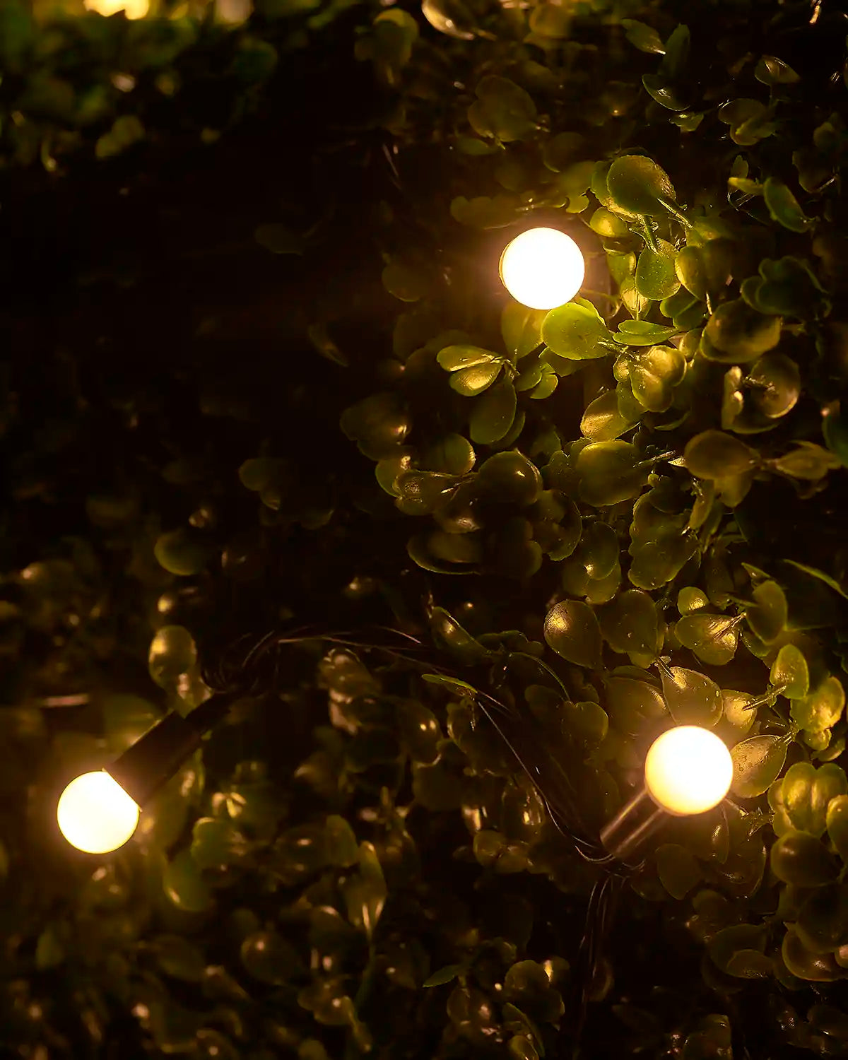 Close-up of warm white berry lights glowing among green foliage.