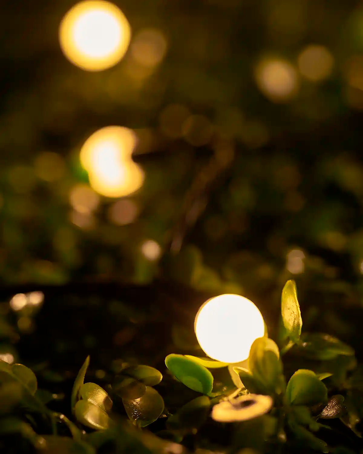 Close-up of a warm white berry light nestled among green leaves.