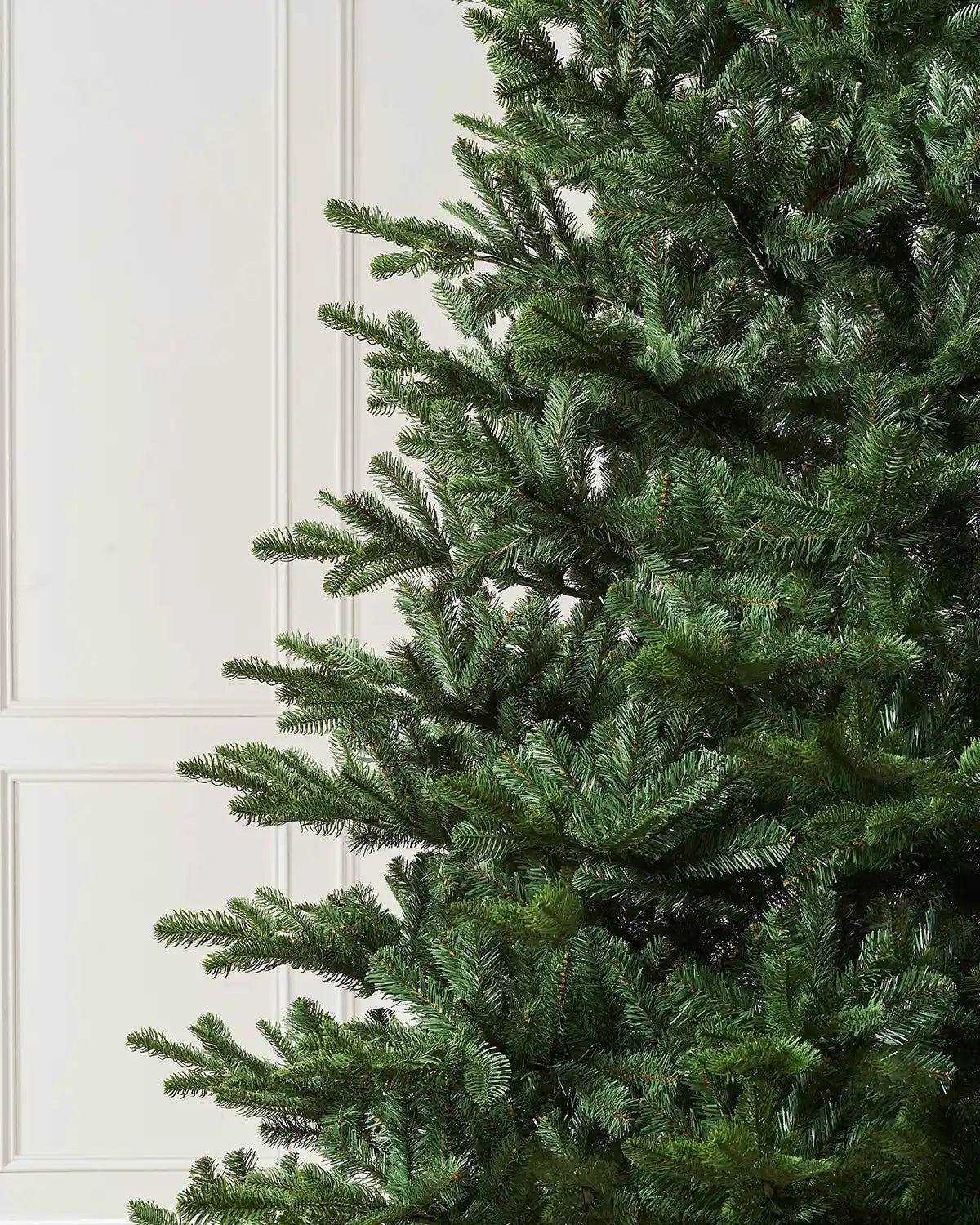 Close-up of dense green Nordmann fir Christmas tree branches