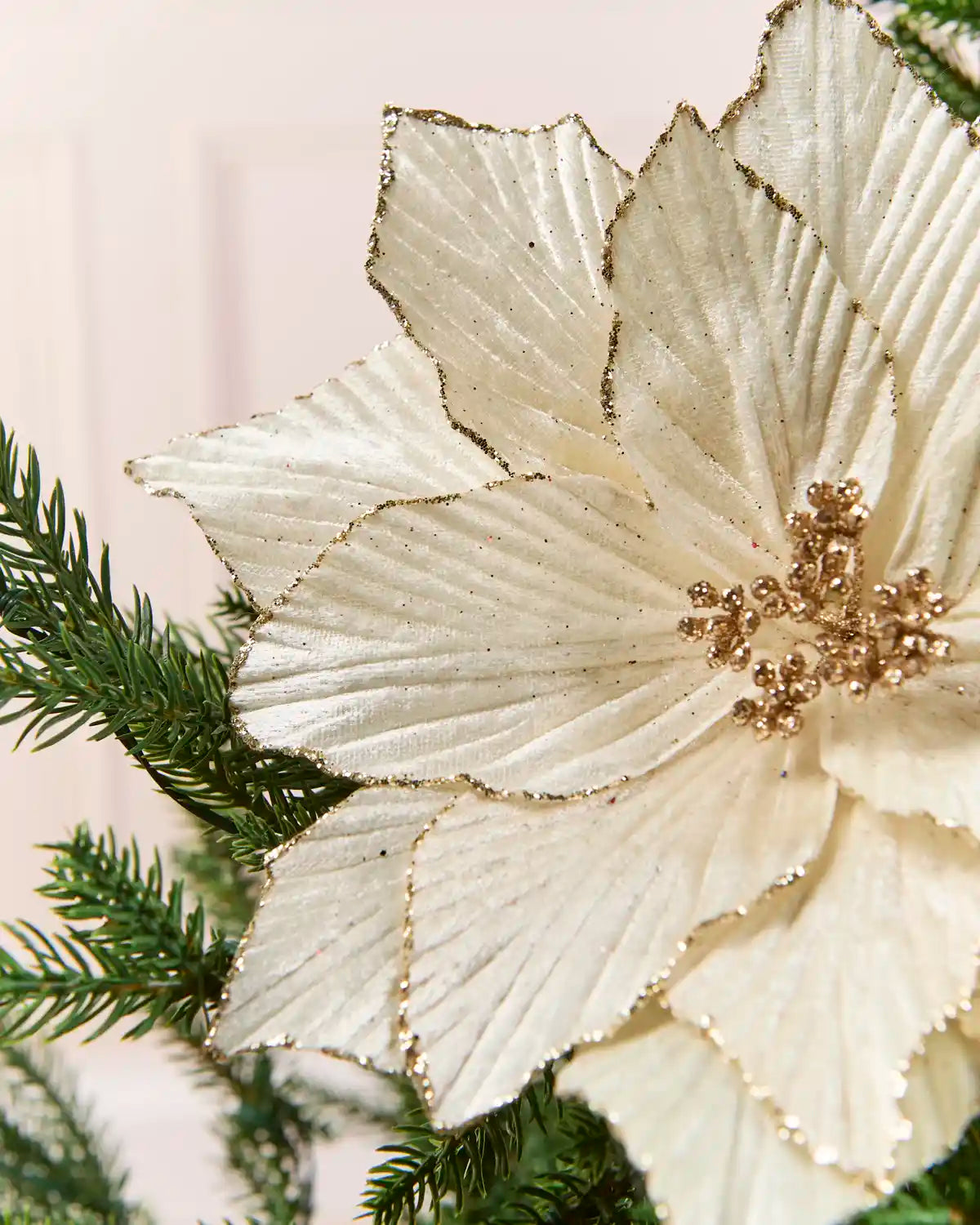 A close-up of a large cream poinsettia-style decorative flower with metallic gold edging and a glittery gold centre, shown among green pine branches against a soft light background.