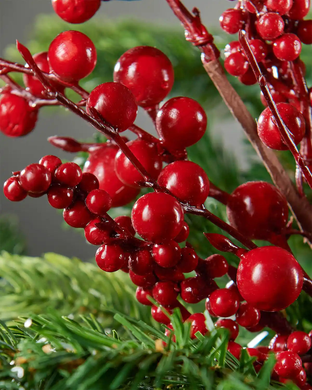 Additional close-up of red berries spray attached to tree highlighting shine of berries