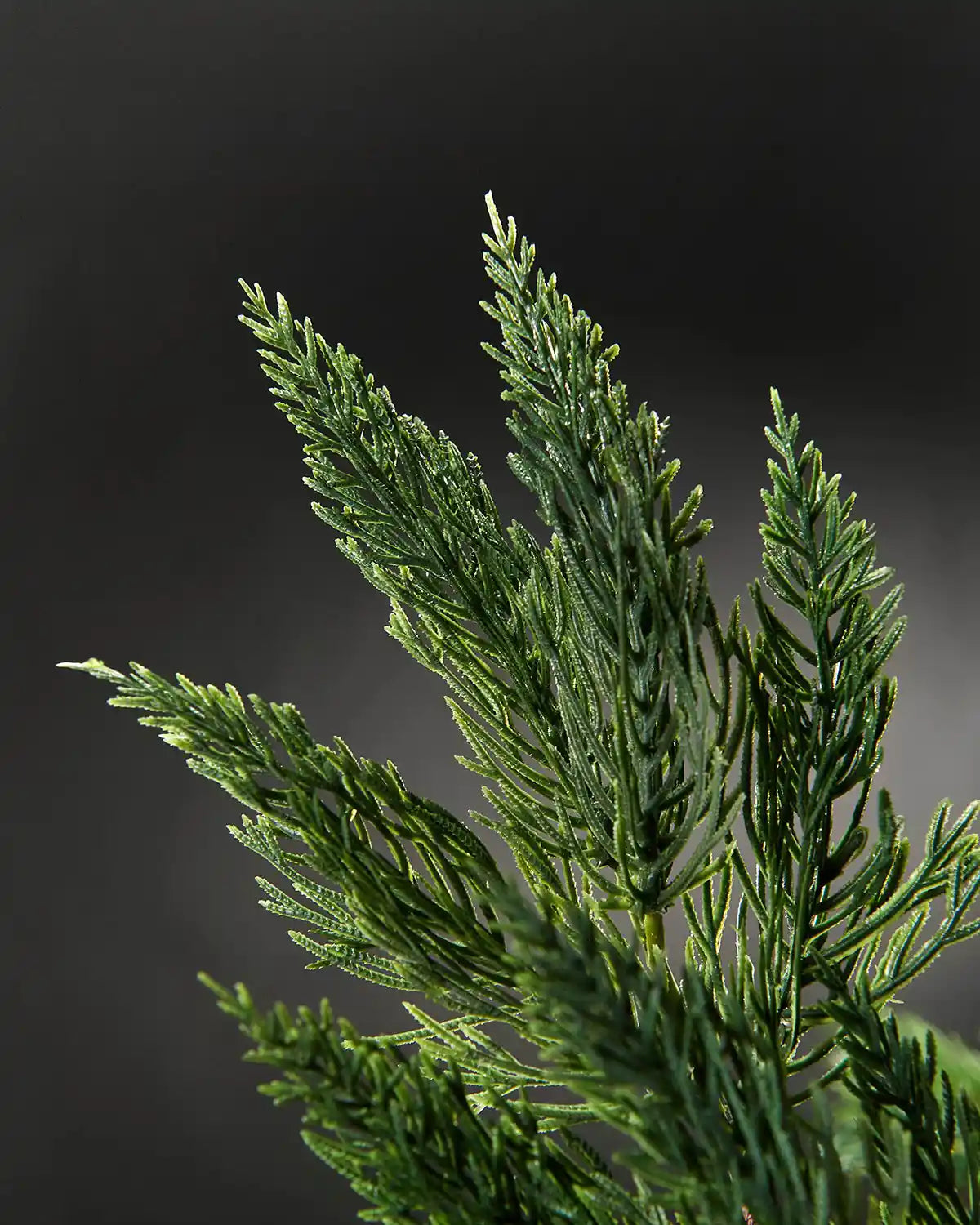 Alternative close-up image of natural pine Christmas tree pick in front of grey wall background highlighting foliage effect