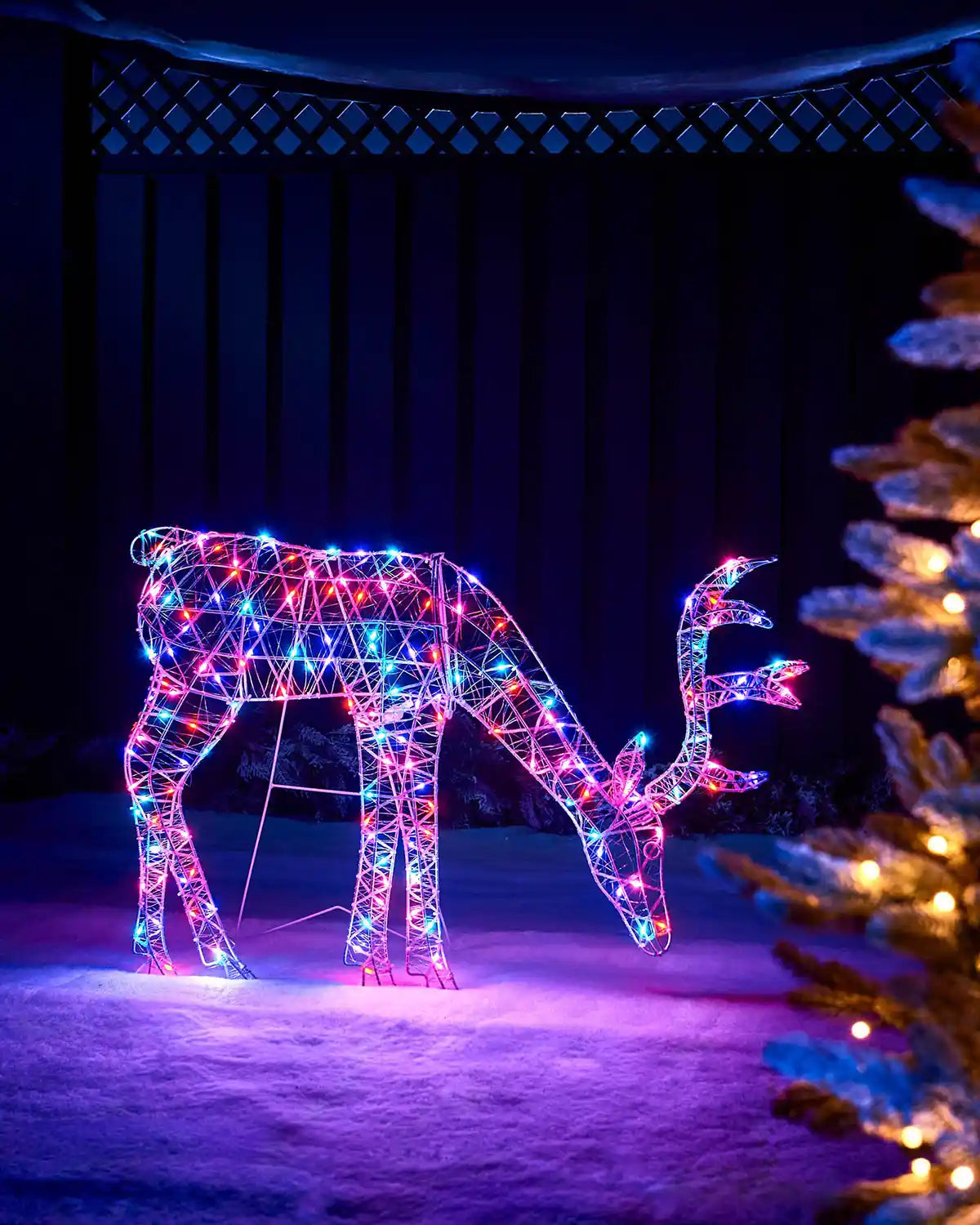 Aroura coloured LED doe grazing on snowy grass against a dark background