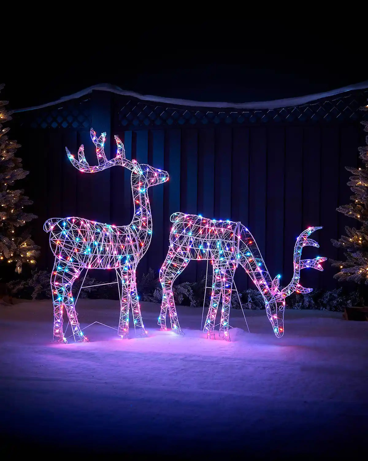 Aroura coloured Reindeers on a snowy ground 