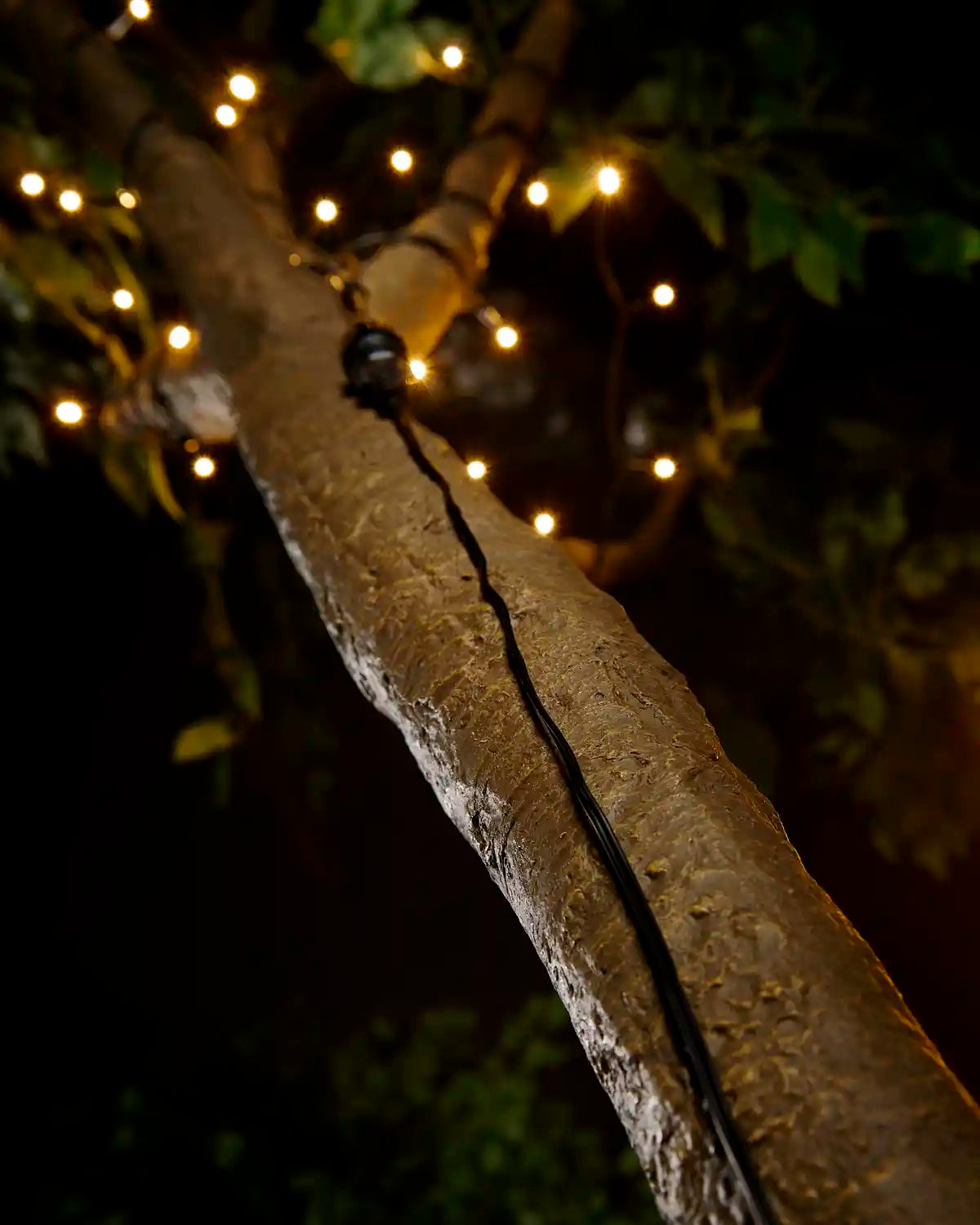 Black extension cable going up a tree, attached to warm white LEDs blurred in the background. 