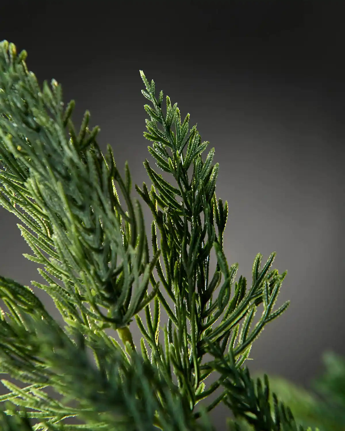 Close-up of natural pine Christmas tree pick in front of grey wall background highlighting foliage effect