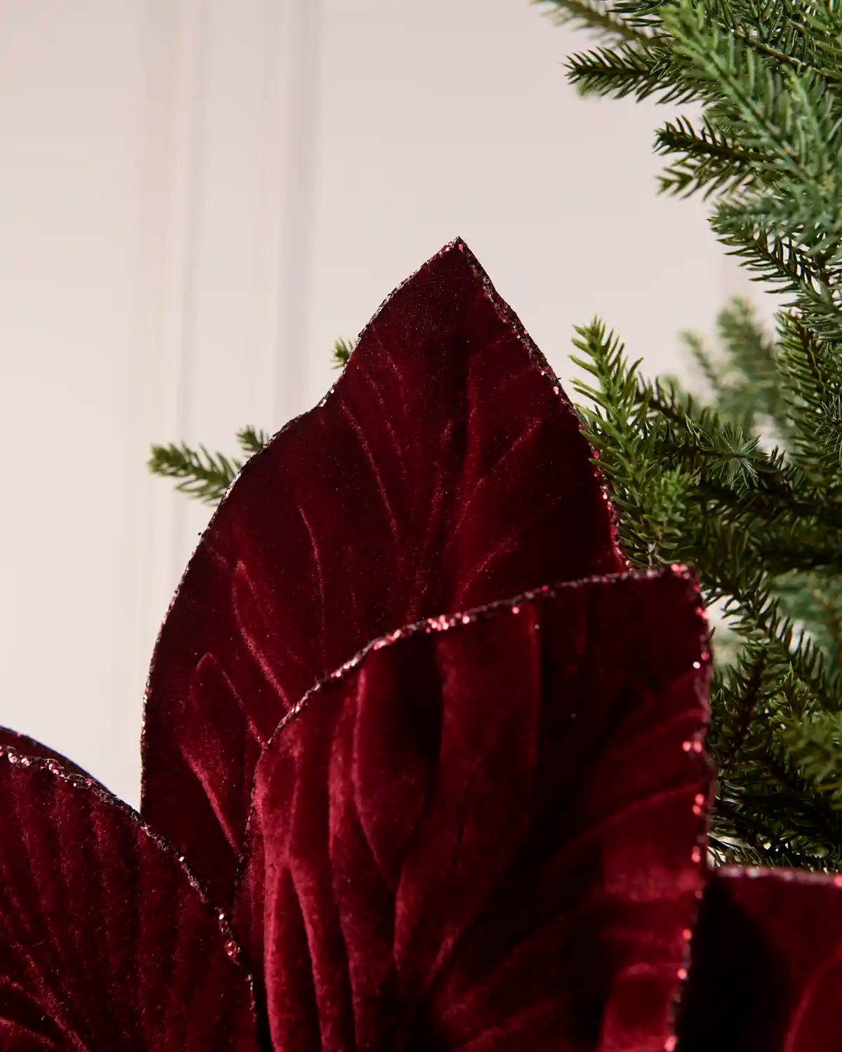 Close-up of a Burgundy velvet poinsettia petal, showcasing its soft texture, detailed veining and shimmering glittered edge