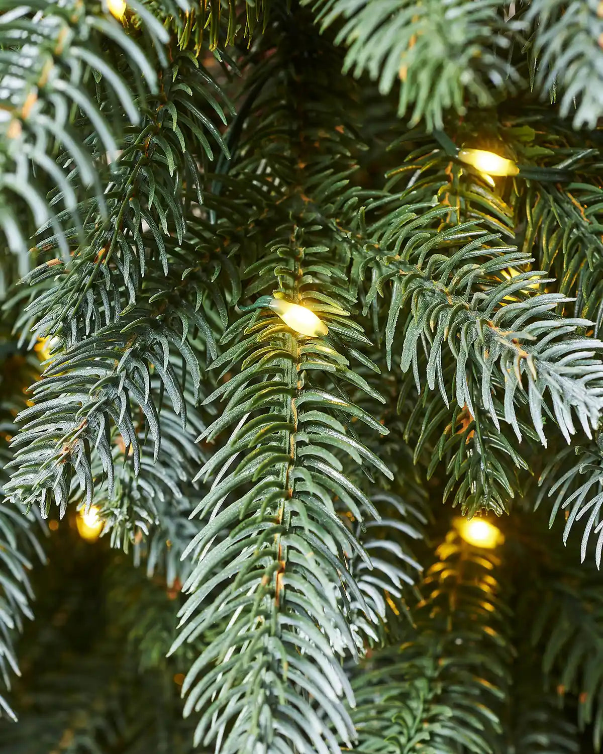 Close-up of a Christmas tree with string lights