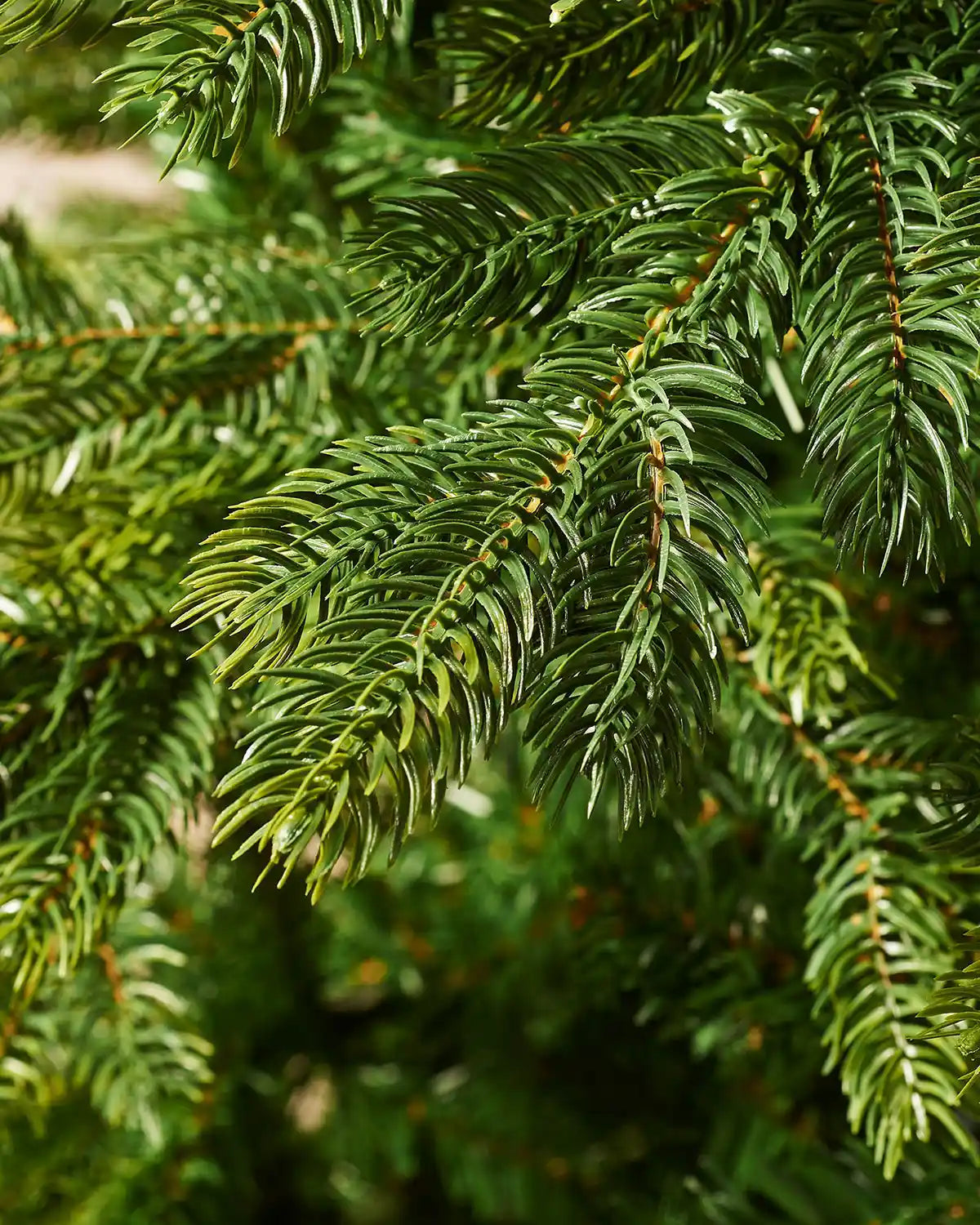 Close-up of a Himalayan Fir Christmas Tree, 7ft showing PVC and PE tips 