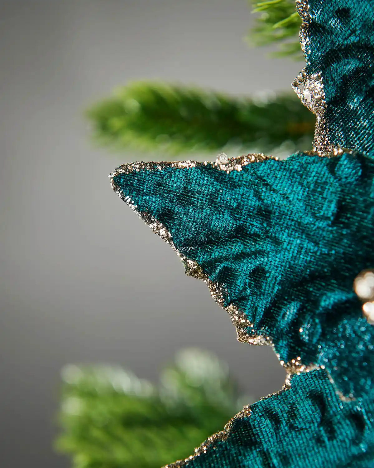 Close-up of a Turquoise Poinsettia on a blurred green background