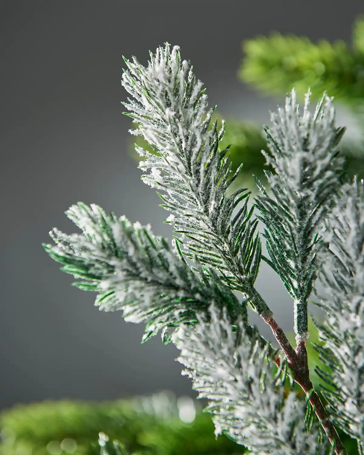 Close-up of a branch with snow-covered pine needles on a blurred green background