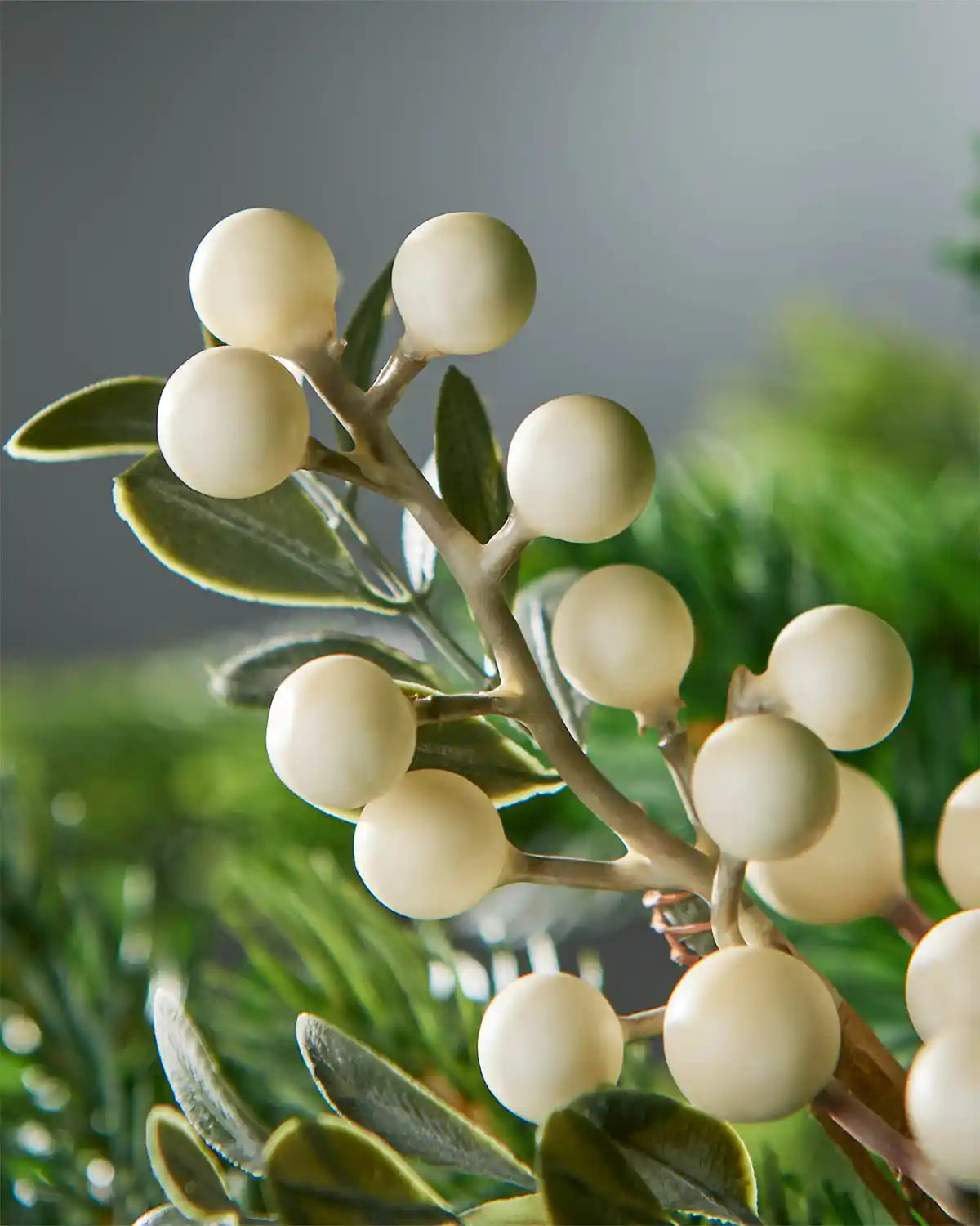 Close-up of a branch with white berries and green leaves against a blurred natural background