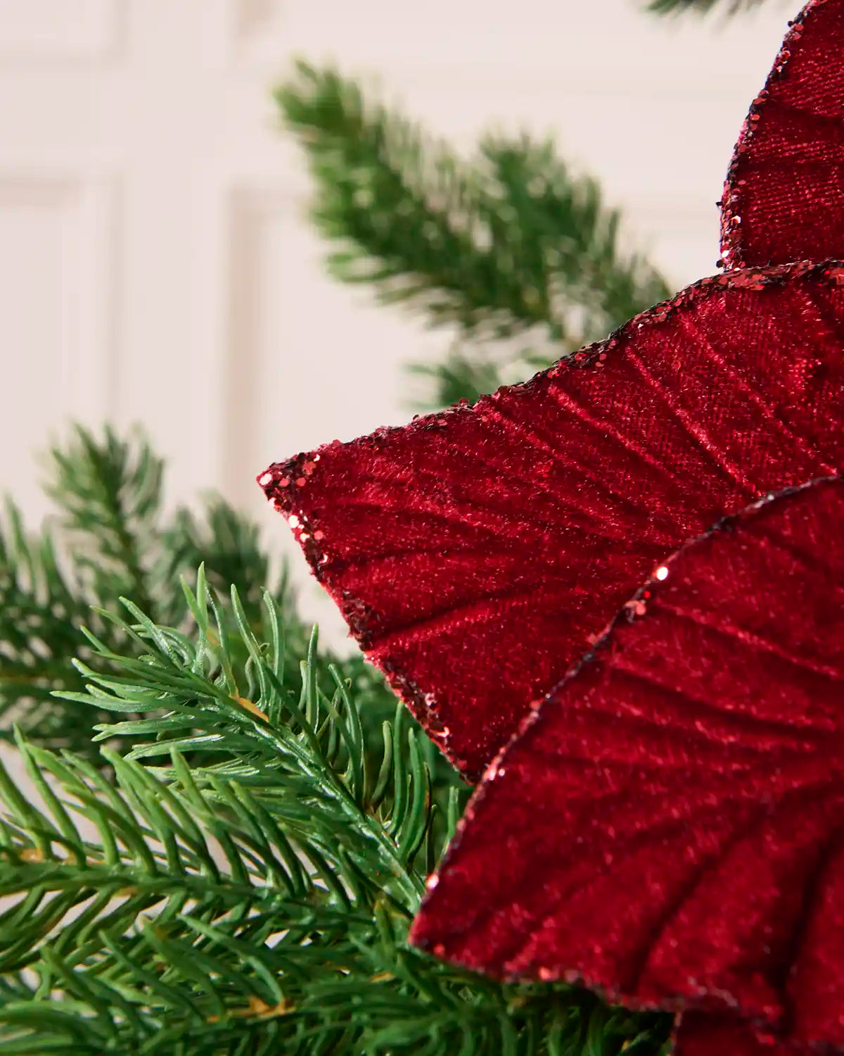 Close-up of a burgundy velvet poinsettia petal with glittered edging