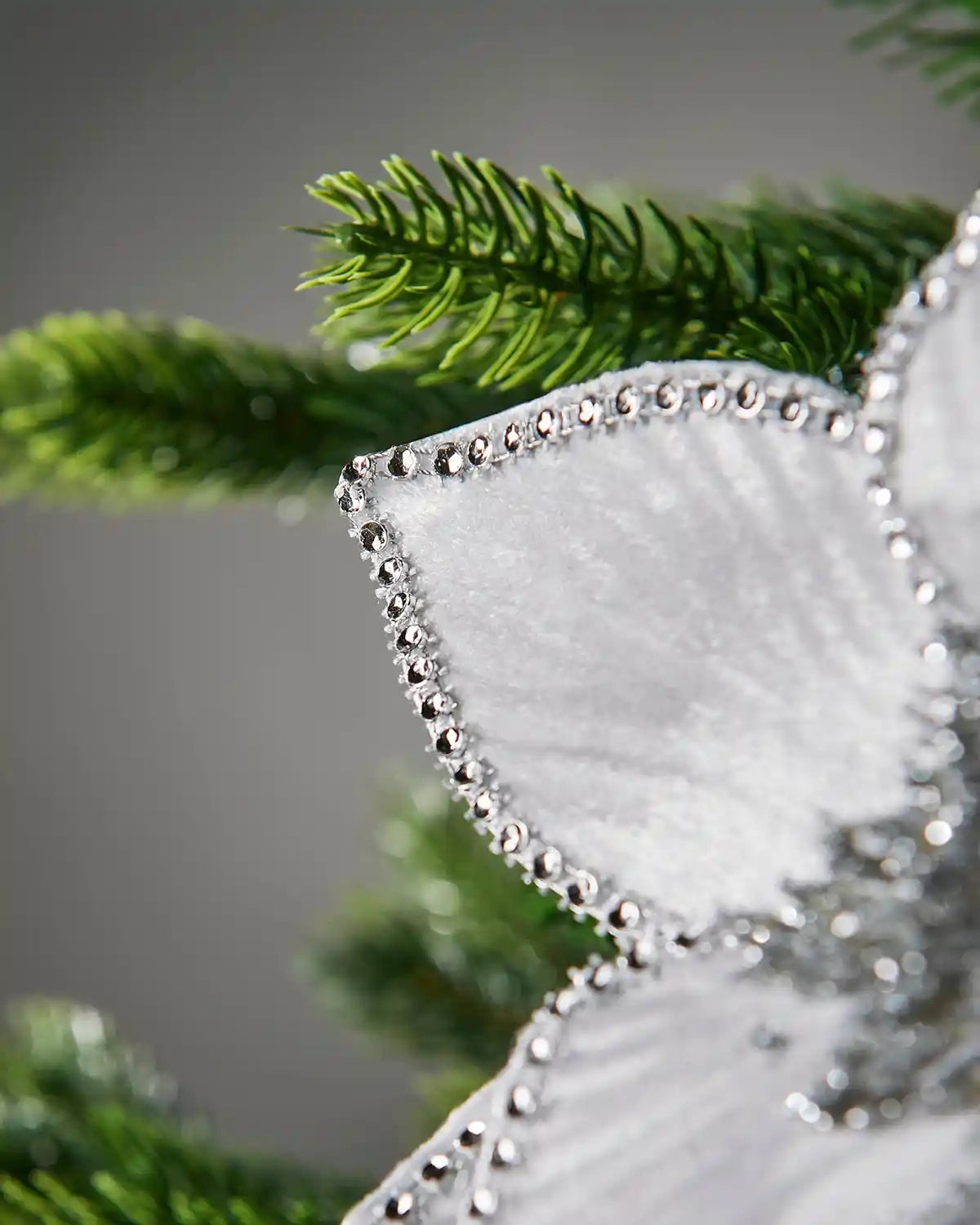 Close-up of a decorative White and Silver Poinsettia with green foliage in the background