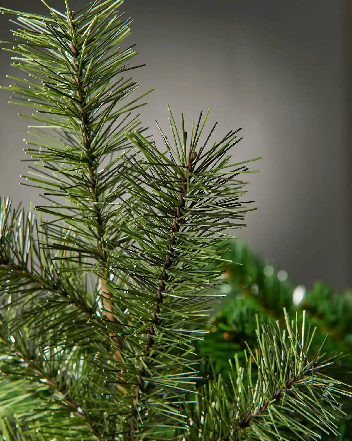 Close-up of a green pine branch against a blurred grey background